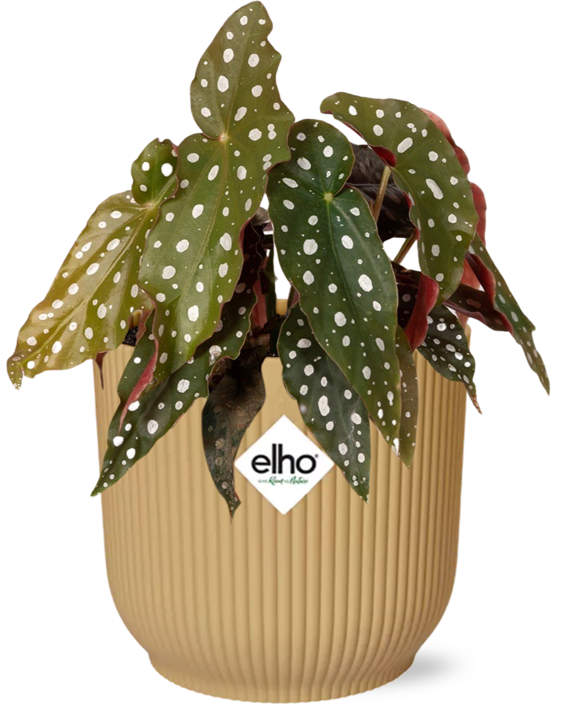 Begonia Maculata + Elho Vibes Fold 14Cm Geel
