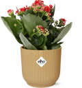 Kalanchoe Rosalina Don Justino Rood + Elho Vibes Fold 14Cm Geel