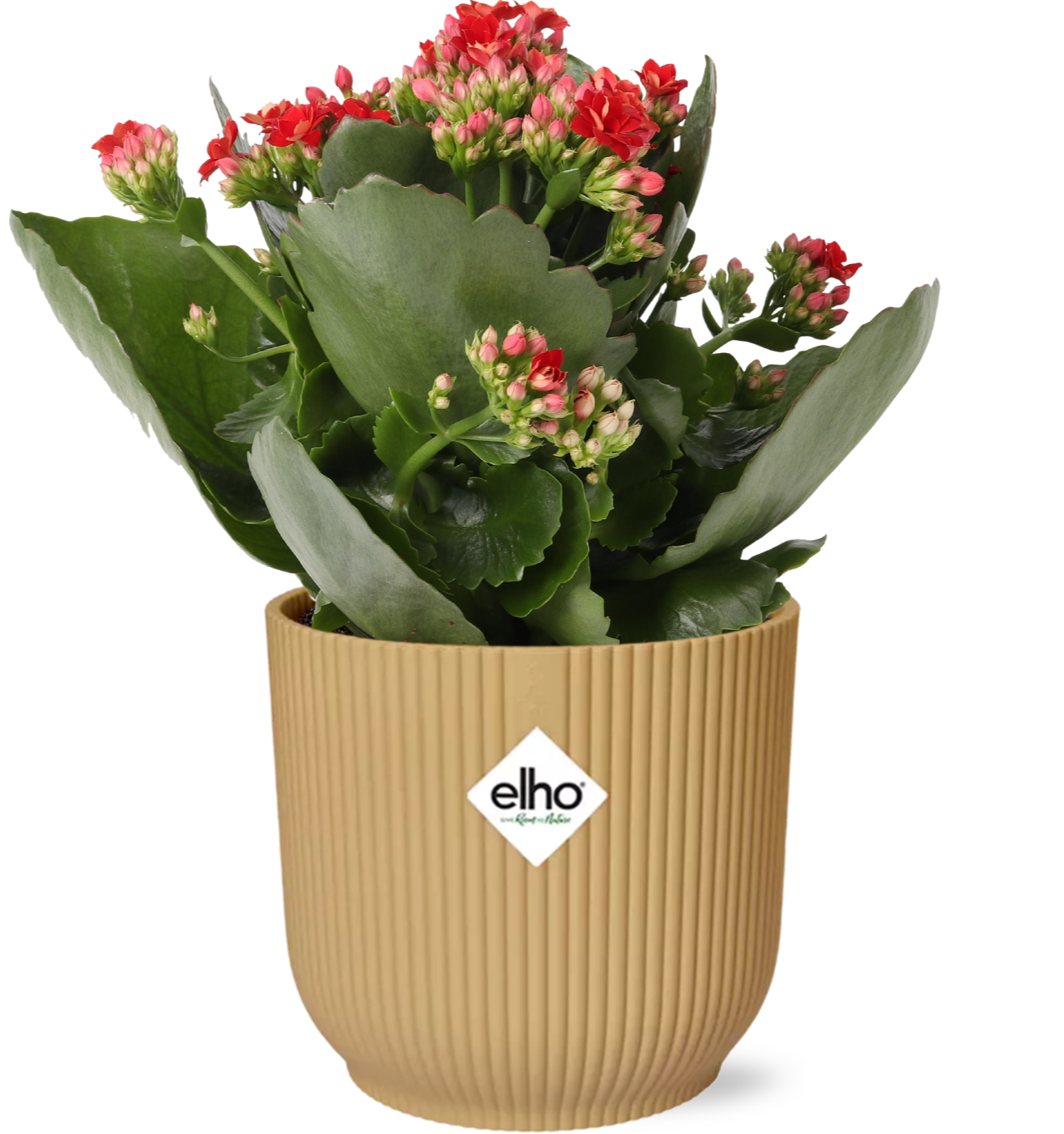 Kalanchoe Rosalina Don Justino Rood + Elho Vibes Fold 14Cm Geel