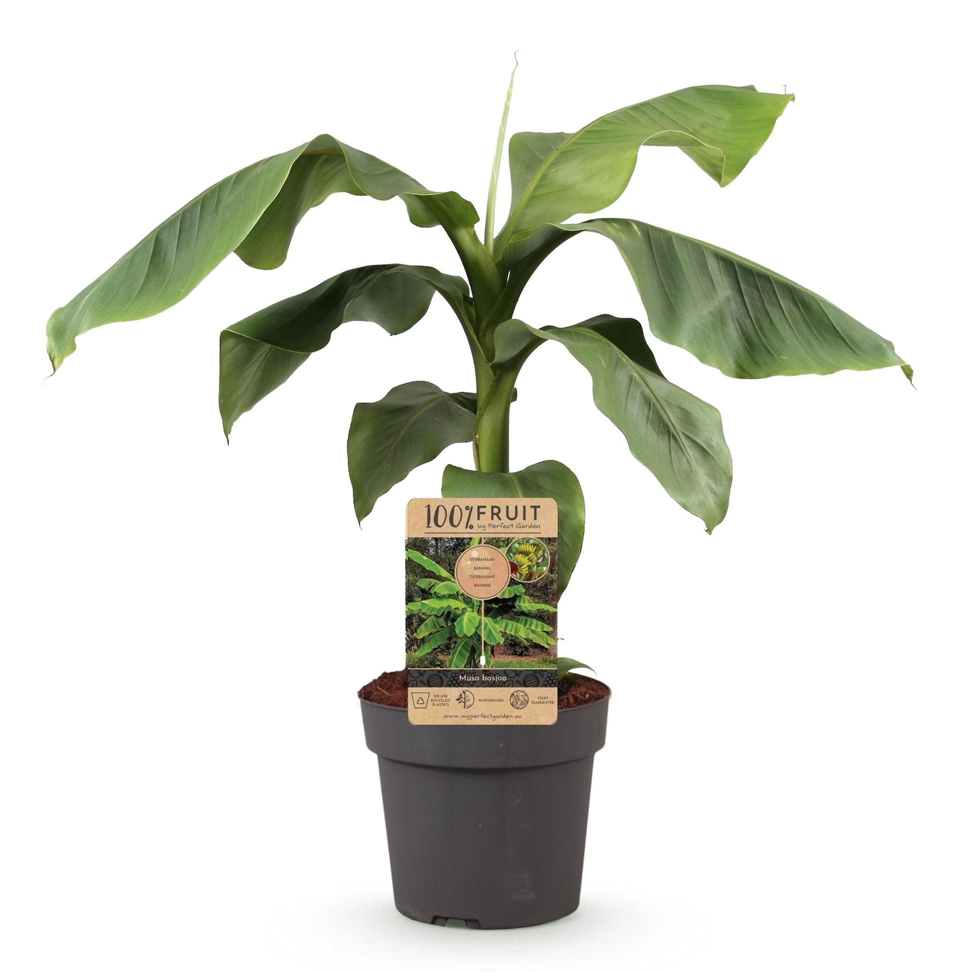 Greenboutiq - Obstpflanze - Japanische Faserbanane - Musa Basjoo - Winterhart - Topf 21Cm Höhe 90Cm