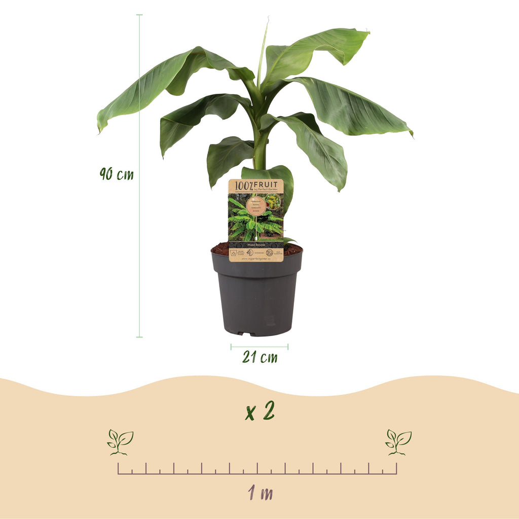 Greenboutiq - Obstpflanze - Japanische Faserbanane - Musa Basjoo - Winterhart - Topf 21Cm Höhe 90Cm