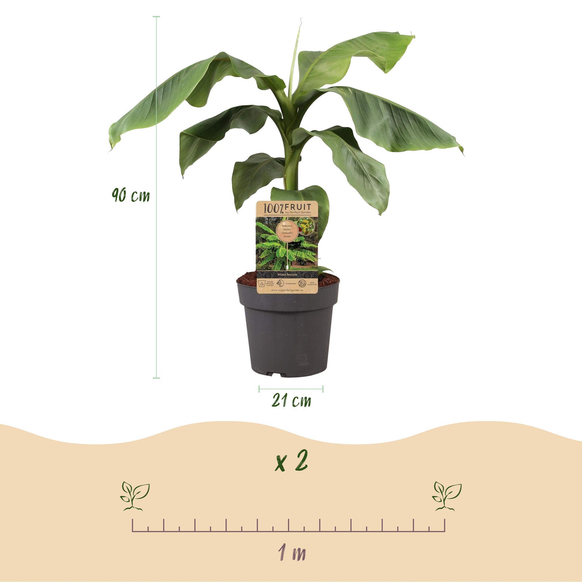 Greenboutiq - Obstpflanze - Japanische Faserbanane - Musa Basjoo - Winterhart - Topf 21Cm Höhe 90Cm