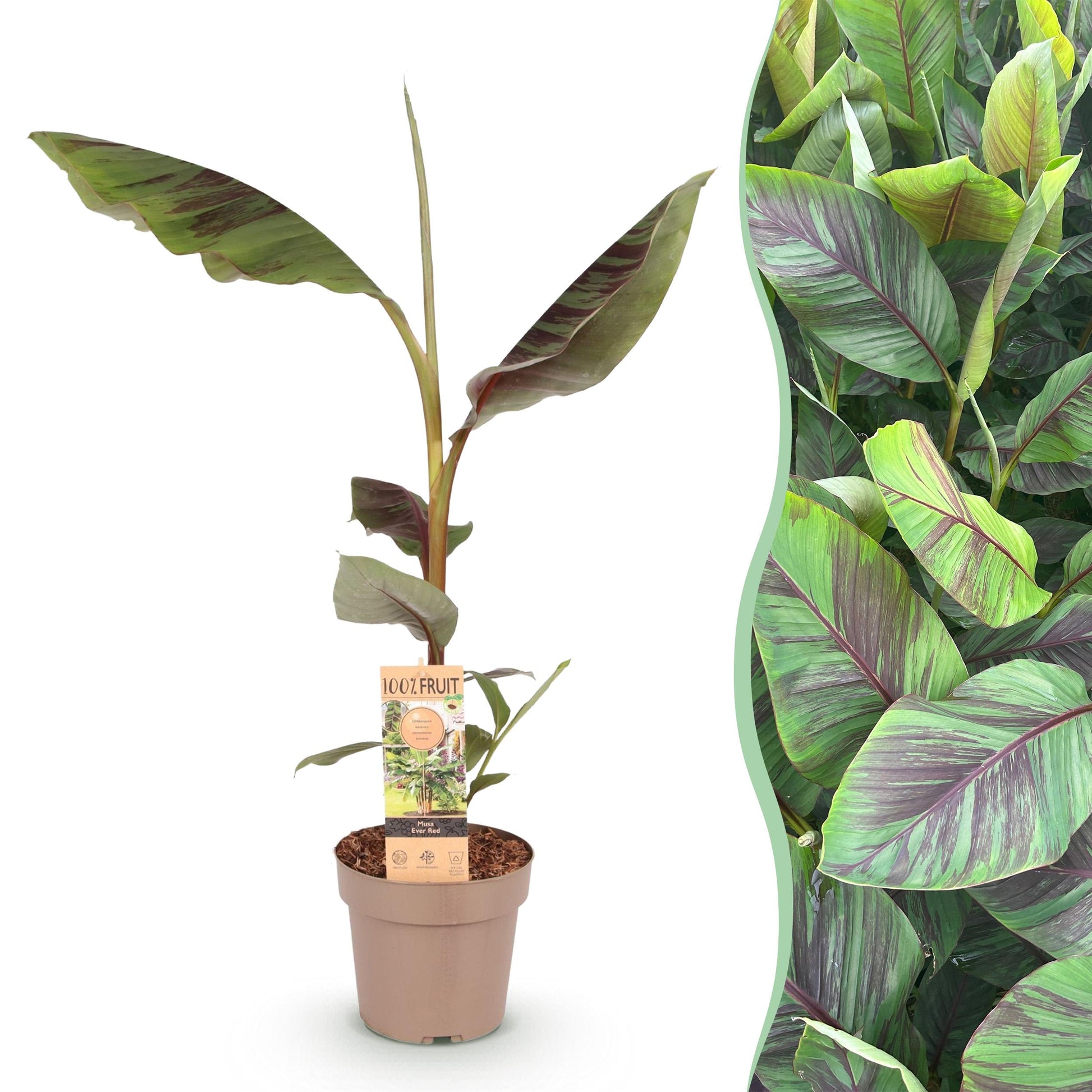 Greenboutiq - Obstpflanze - Japanische Faserbanane - Musa Ever Red - Winterhart - Topf 21Cm Höhe 90Cm