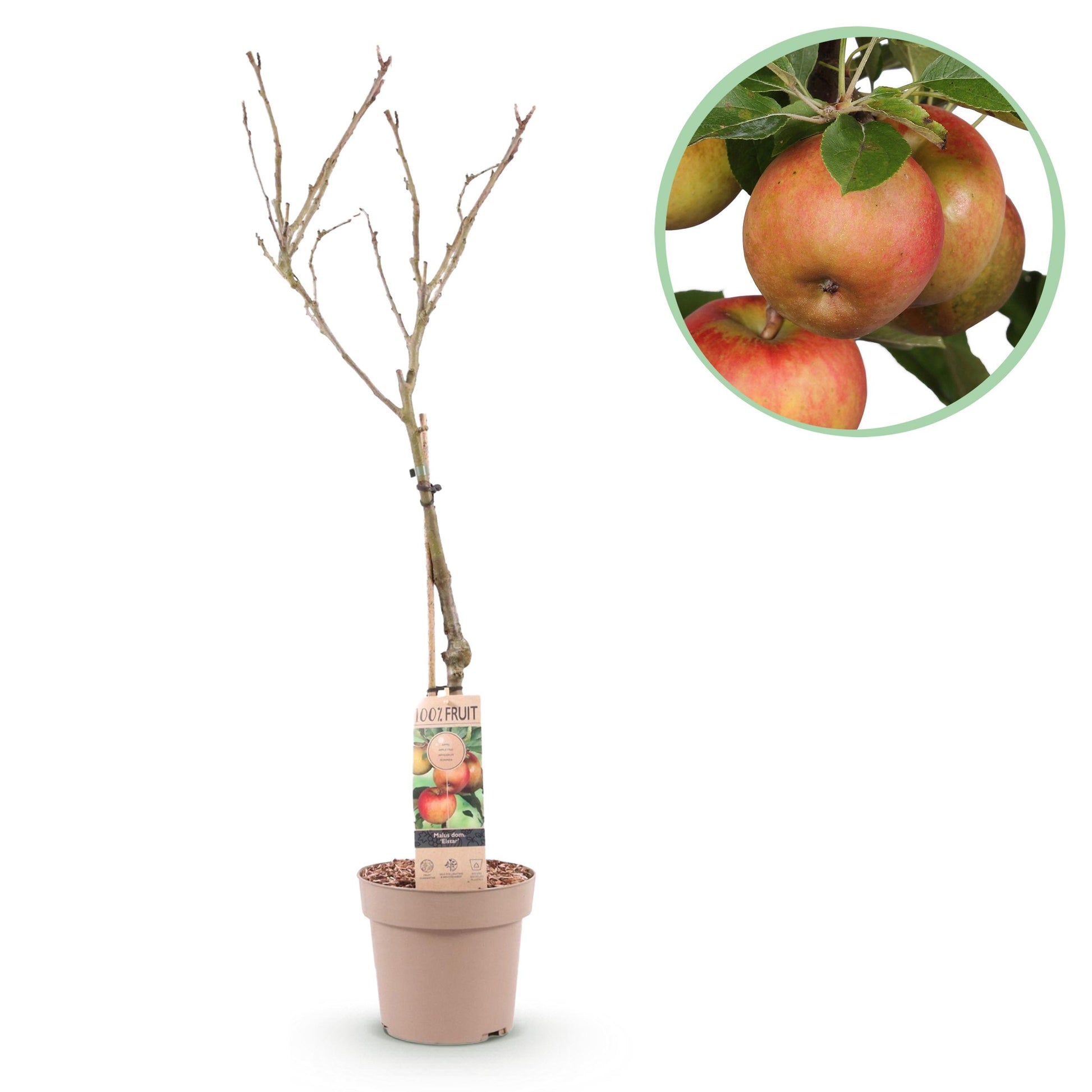 Greenboutiq - Obstpflanze - Apfelbaum - Malus Domestica Elstar - Roter Grüner Apfel - Topf 21Cm Höhe 90Cm