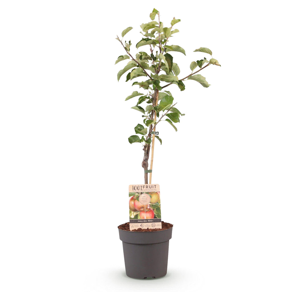 Greenboutiq - Obstpflanze - Apfelbaum - Malus Domestica Elstar - Roter Grüner Apfel - Topf 21Cm Höhe 90Cm