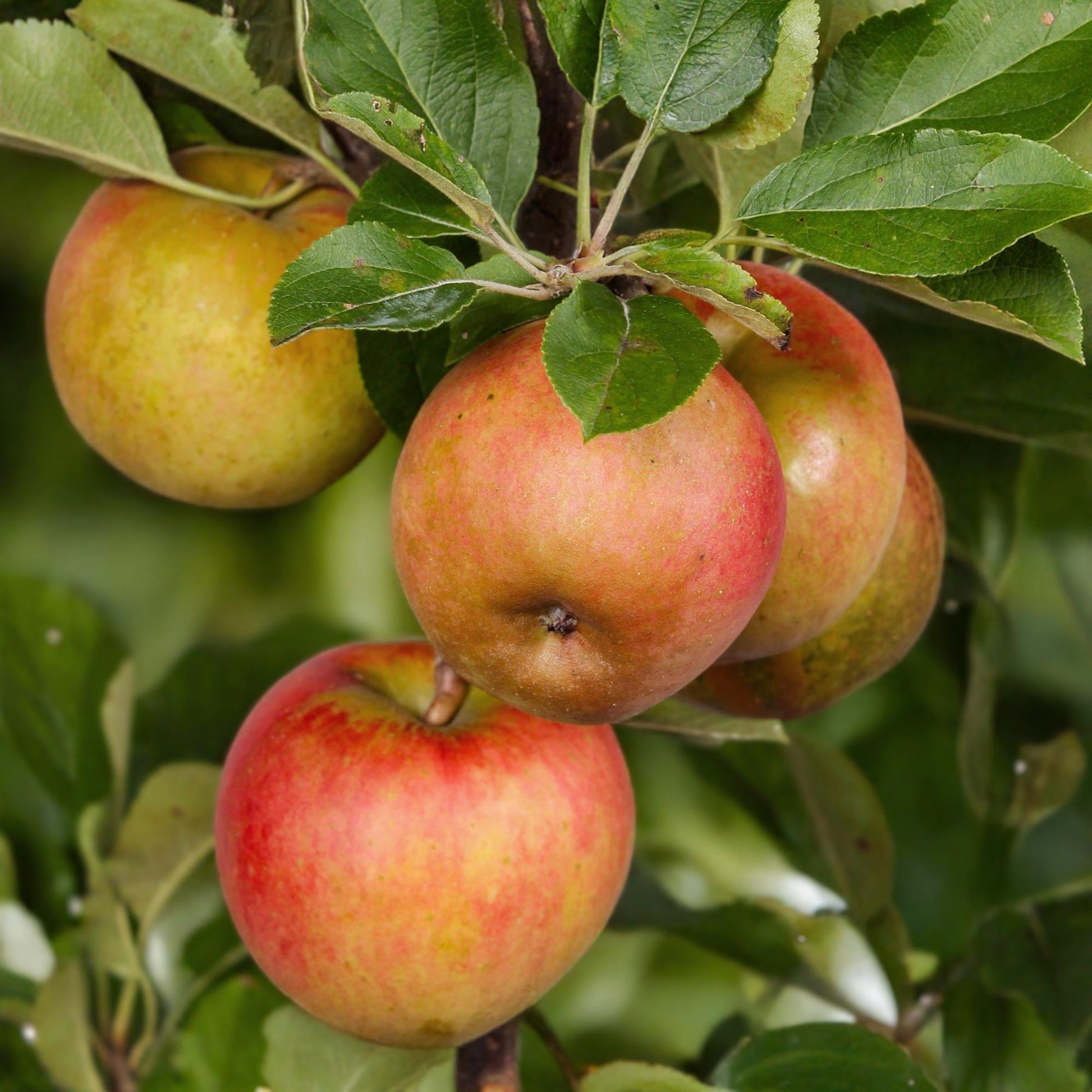 Greenboutiq - Obstpflanze - Apfelbaum - Malus Domestica Elstar - Roter Grüner Apfel - Topf 21Cm Höhe 90Cm