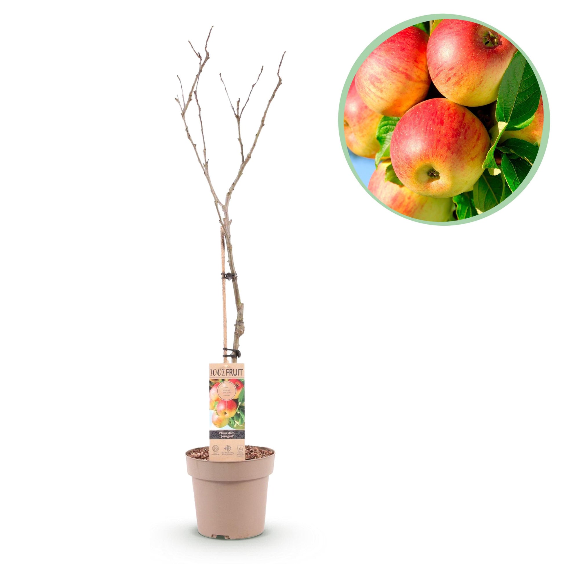 Greenboutiq - Obstpflanze - Apfelbaum - Malus Domestica Jonagold - Gelbgrüner Apfel - Topf 21Cm Höhe 90Cm