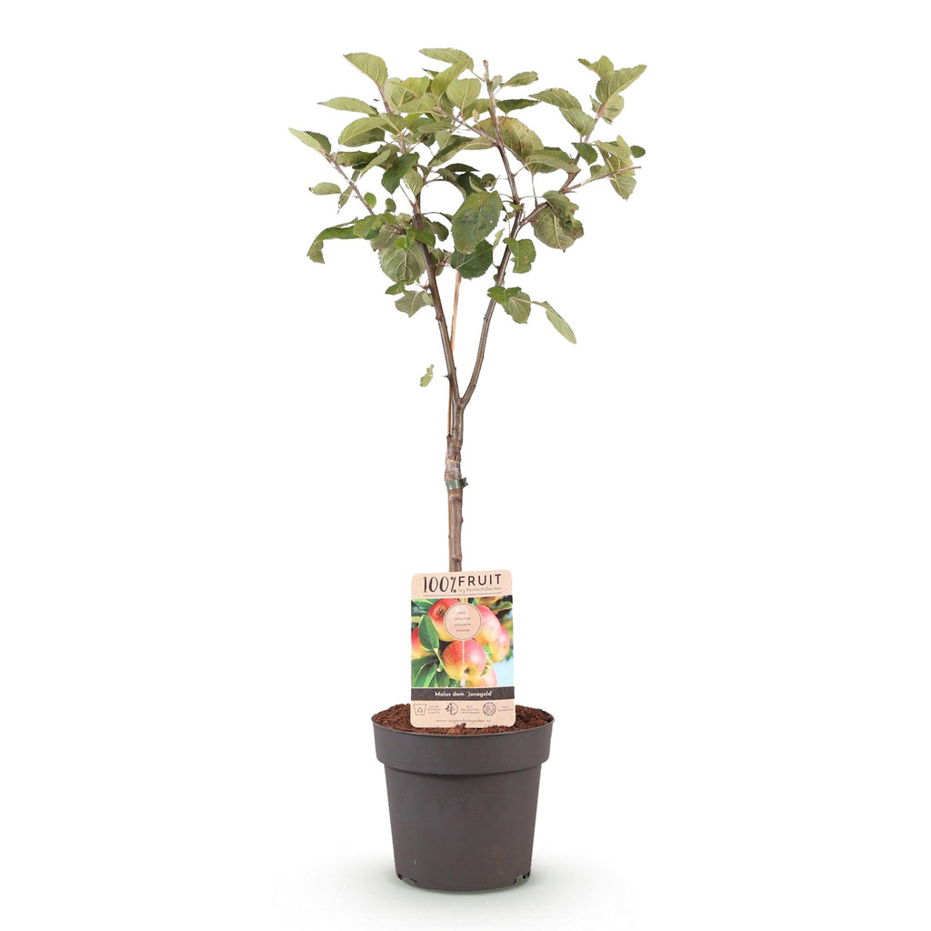 Greenboutiq - Obstpflanze - Apfelbaum - Malus Domestica Jonagold - Gelbgrüner Apfel - Topf 21Cm Höhe 90Cm