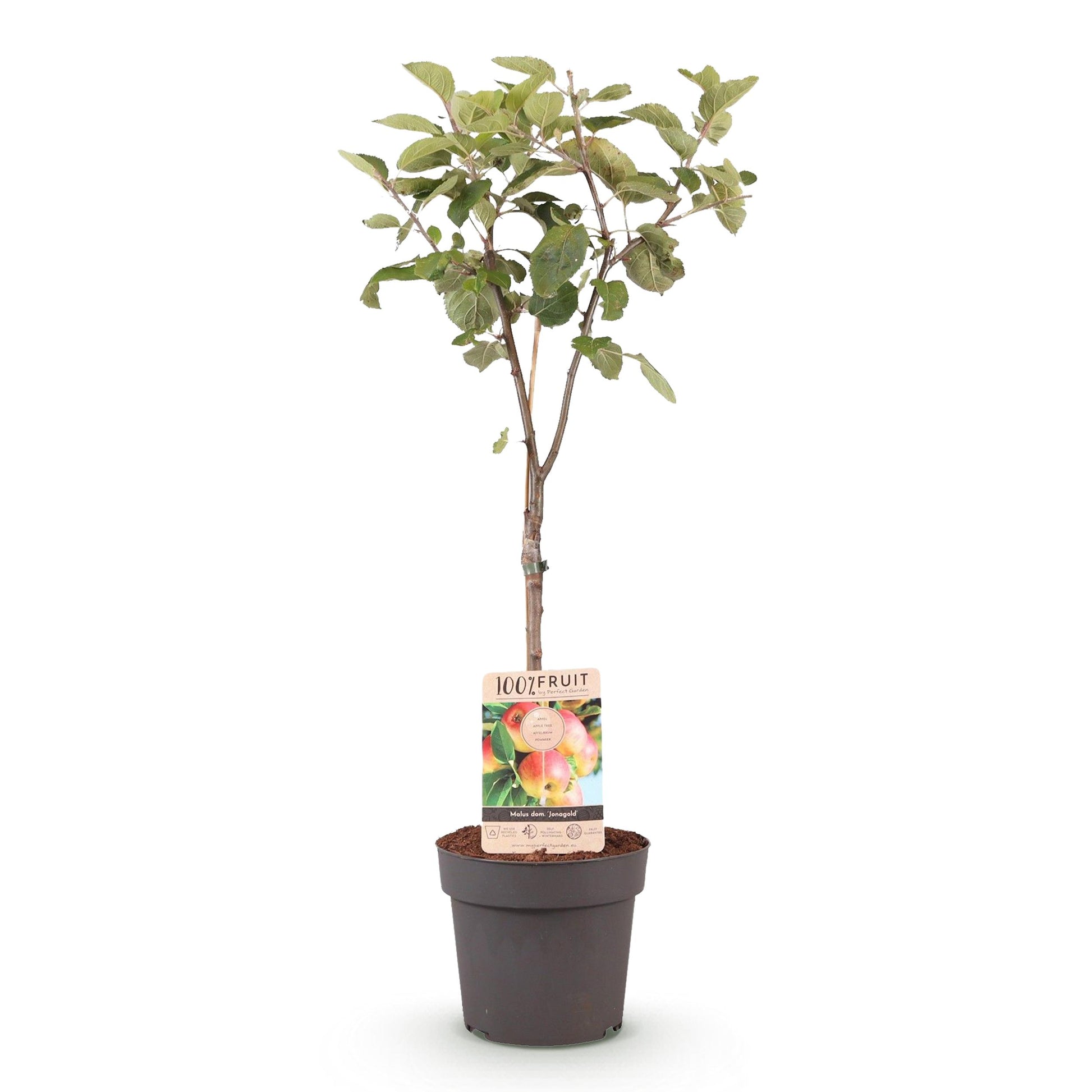 Greenboutiq - Obstpflanze - Apfelbaum - Malus Domestica Jonagold - Gelbgrüner Apfel - Topf 21Cm Höhe 90Cm