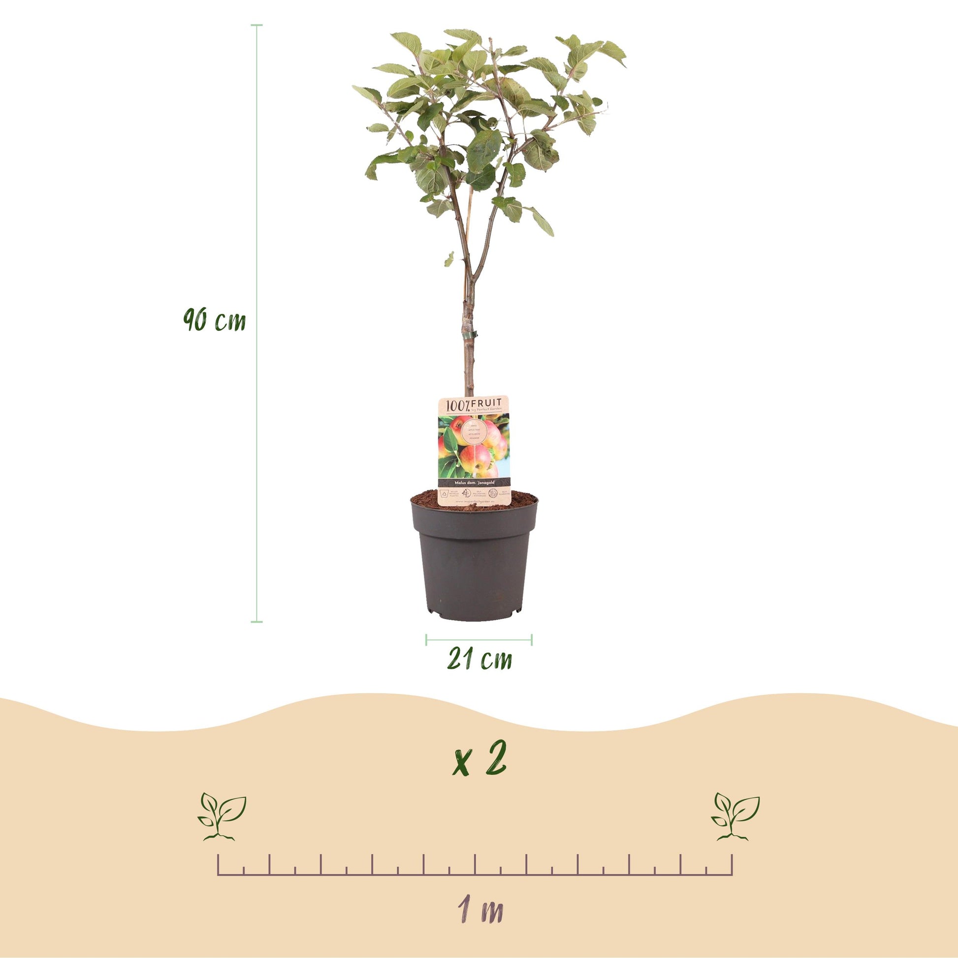 Greenboutiq - Obstpflanze - Apfelbaum - Malus Domestica Jonagold - Gelbgrüner Apfel - Topf 21Cm Höhe 90Cm