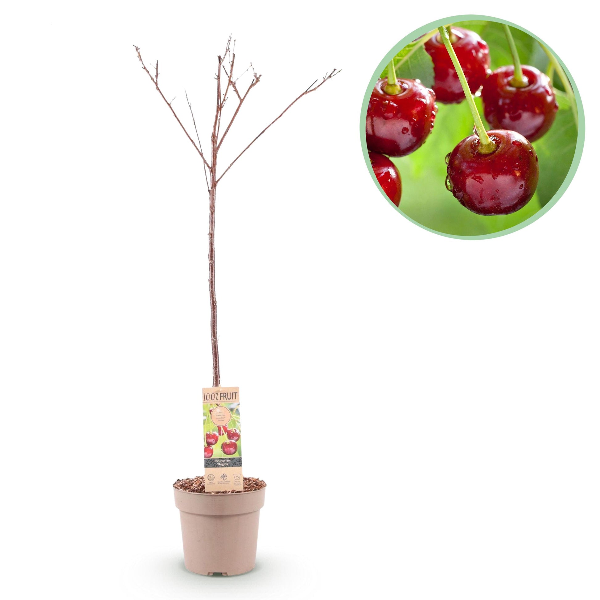 Greenboutiq - Obstpflanze - Kirschenbaum - Prunus Avium Regina - Rote Kirsche - Topf 21Cm Höhe 90Cm