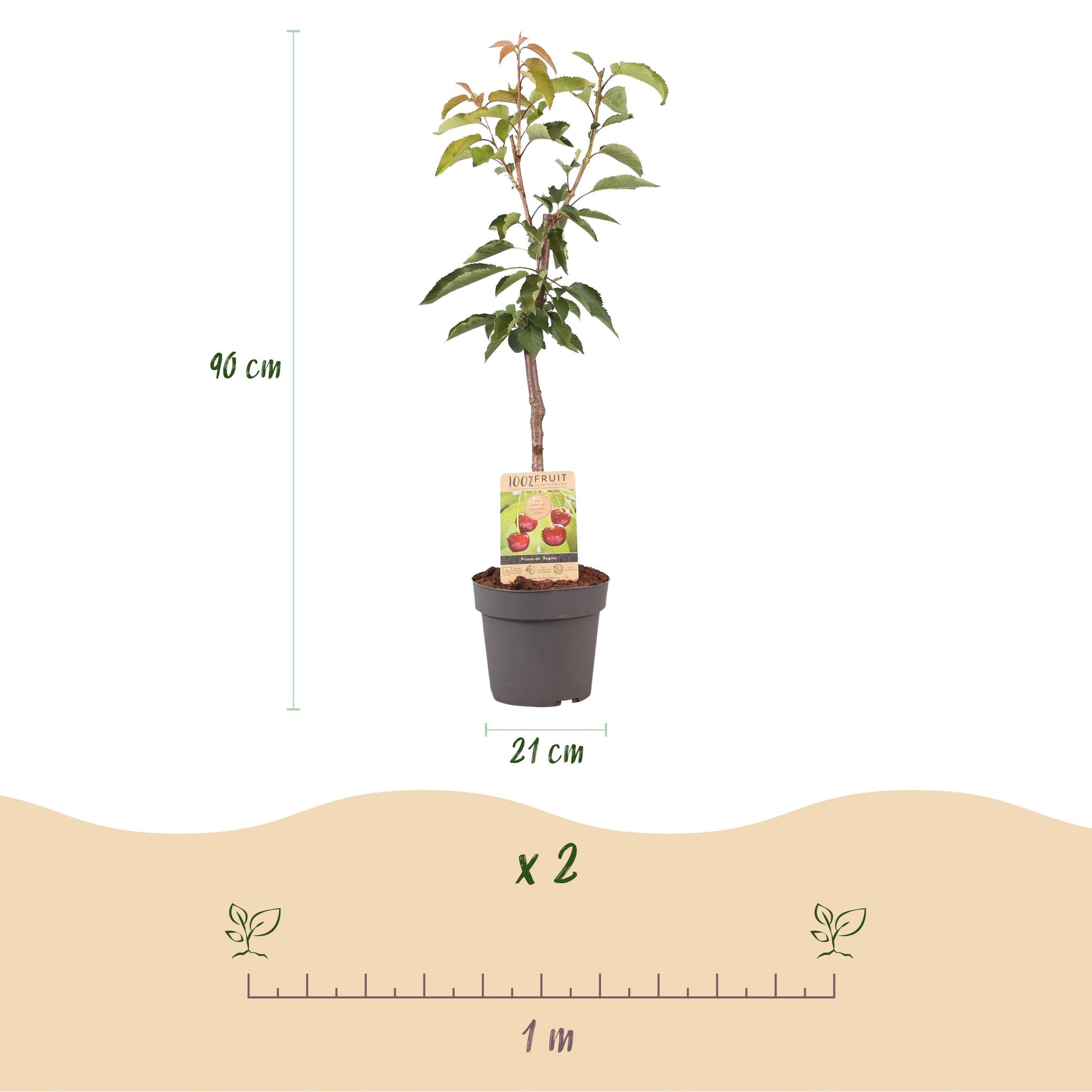 Greenboutiq - Obstpflanze - Kirschenbaum - Prunus Avium Regina - Rote Kirsche - Topf 21Cm Höhe 90Cm