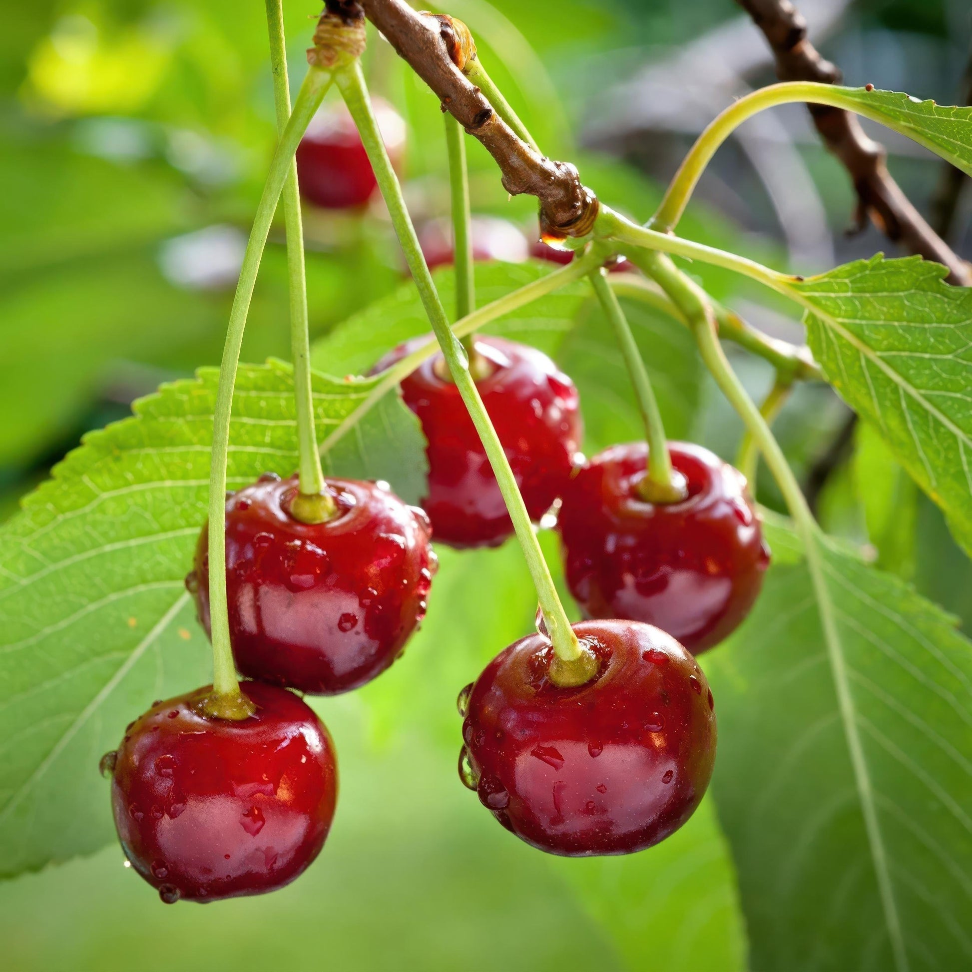 Greenboutiq - Obstpflanze - Kirschenbaum - Prunus Avium Regina - Rote Kirsche - Topf 21Cm Höhe 90Cm