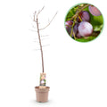 Greenboutiq - Obstpflanze - Pflaumenbaum - Prunus Domestica Opal - Gelb Rote Frucht - Topf 21Cm Höhe 90Cm