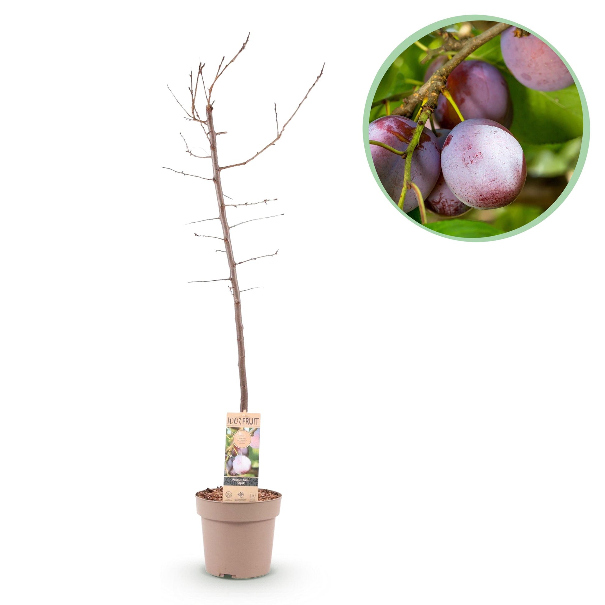 Greenboutiq - Obstpflanze - Pflaumenbaum - Prunus Domestica Opal - Gelb Rote Frucht - Topf 21Cm Höhe 90Cm