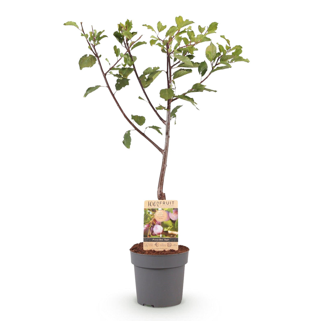 Greenboutiq - Obstpflanze - Pflaumenbaum - Prunus Domestica Opal - Gelb Rote Frucht - Topf 21Cm Höhe 90Cm