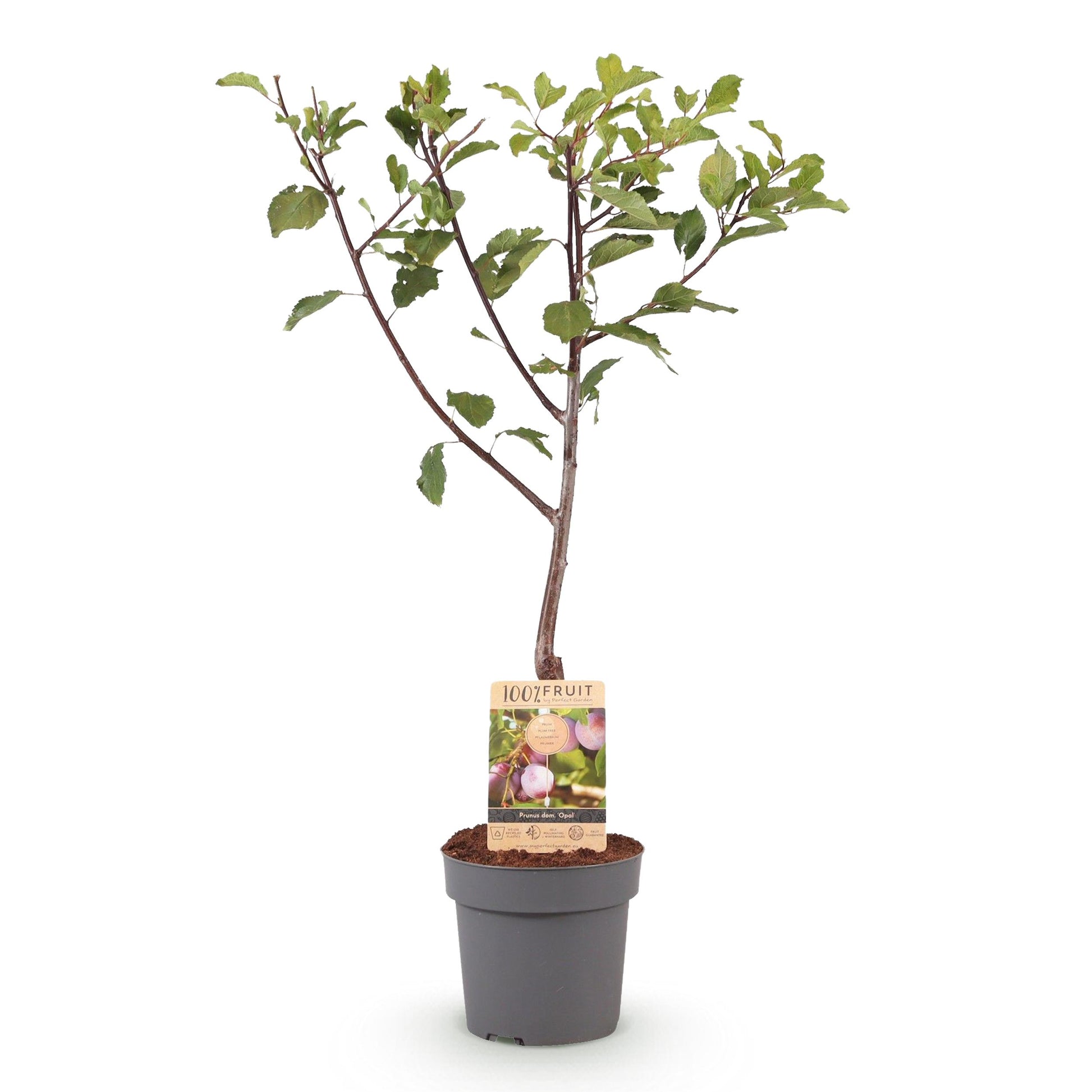 Greenboutiq - Obstpflanze - Pflaumenbaum - Prunus Domestica Opal - Gelb Rote Frucht - Topf 21Cm Höhe 90Cm