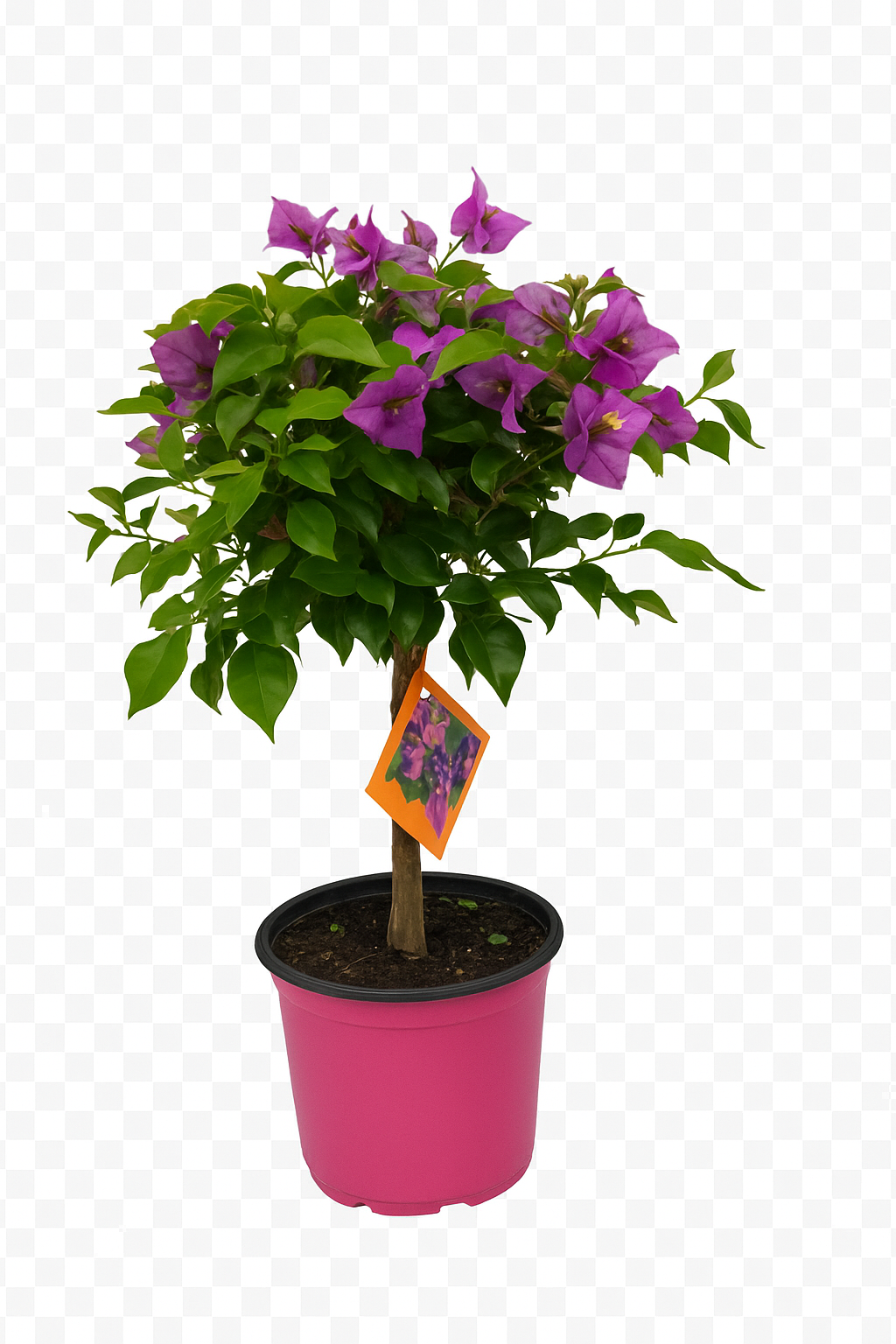 Bougainvillea Sanderiana Op Stam - 1 Stück - Ø17Cm - ↕55Cm
