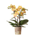 Kolibri Orchids | Gelbe Phalaenopsis Orchidee - Lima - Topfgröße Ø9Cm | Blühende Zimmerpflanze - Frisch Vom Züchter