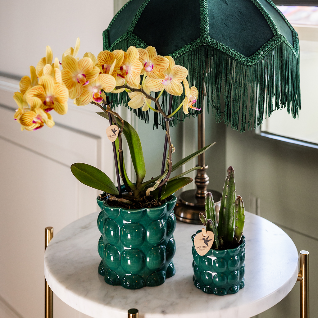 Kolibri Orchids | Gelbe Phalaenopsis Orchidee - Lima - Topfgröße Ø9Cm | Blühende Zimmerpflanze - Frisch Vom Züchter