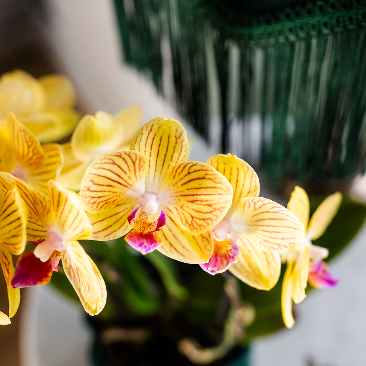 Kolibri Orchids | Gelbe Phalaenopsis Orchidee - Lima - Topfgröße Ø9Cm | Blühende Zimmerpflanze - Frisch Vom Züchter
