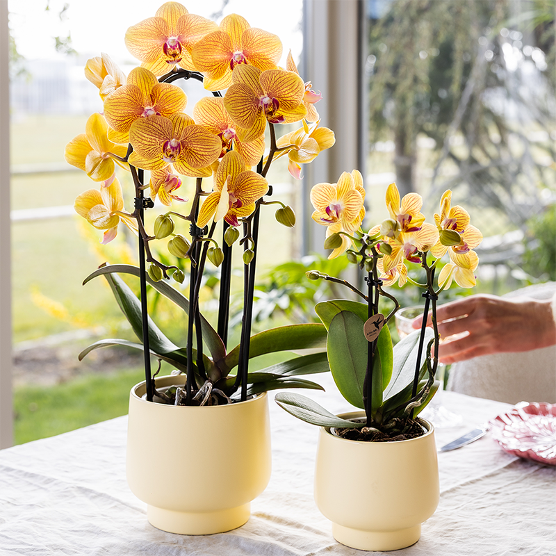 Kolibri Orchids | Gelbe Phalaenopsis Orchidee - Lima - Topfgröße Ø9Cm | Blühende Zimmerpflanze - Frisch Vom Züchter