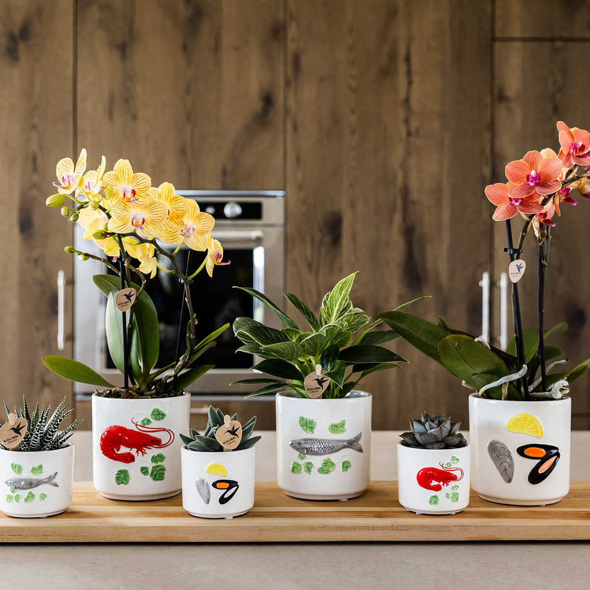 Kolibri Orchids | Gelbe Phalaenopsis Orchidee - Lima - Topfgröße Ø9Cm | Blühende Zimmerpflanze - Frisch Vom Züchter