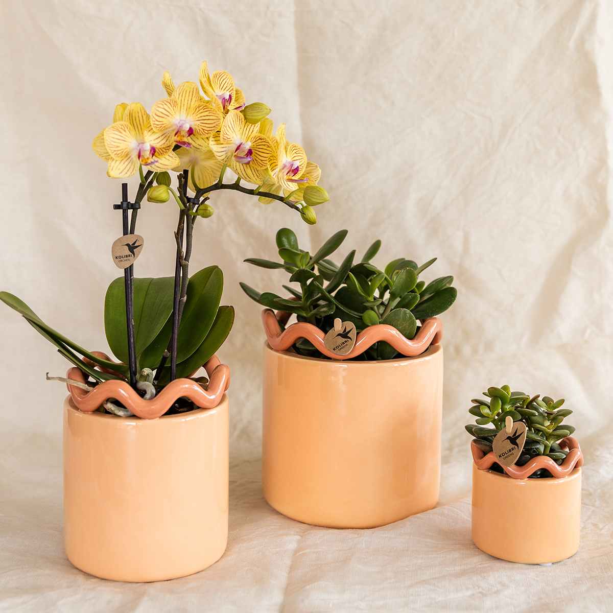 Kolibri Orchids | Gelbe Phalaenopsis Orchidee - Lima - Topfgröße Ø9Cm | Blühende Zimmerpflanze - Frisch Vom Züchter