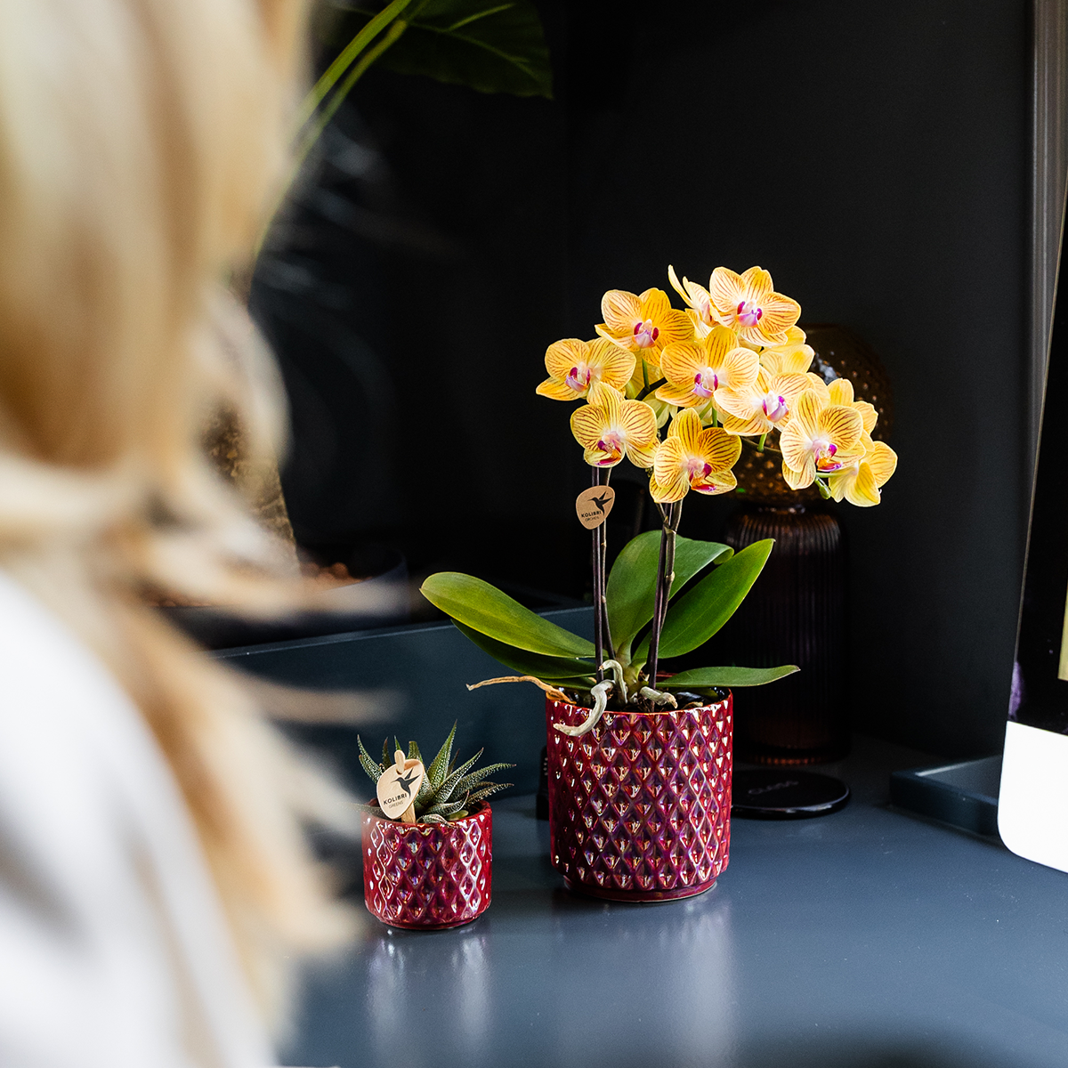 Kolibri Orchids | Gelbe Phalaenopsis Orchidee - Lima - Topfgröße Ø9Cm | Blühende Zimmerpflanze - Frisch Vom Züchter