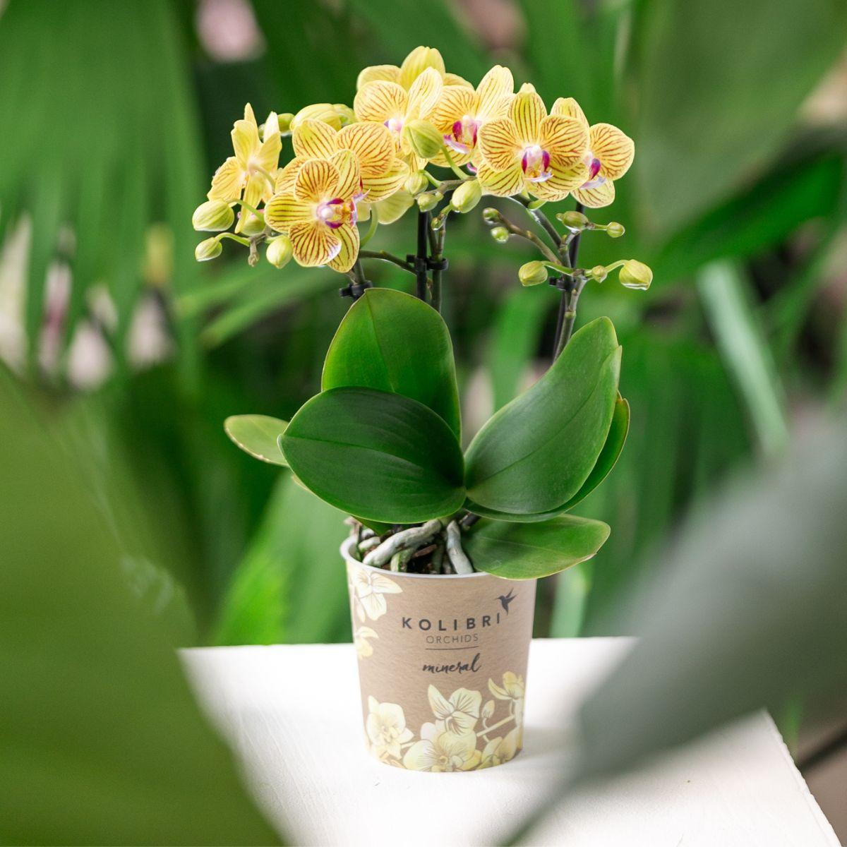 Kolibri Orchids | Gelbe Orchidee Lima + Malaga Ziertopf Hellorange - Topfgröße Ø9Cm | Blühende Zimmerpflanze - Frisch Vom Züchter