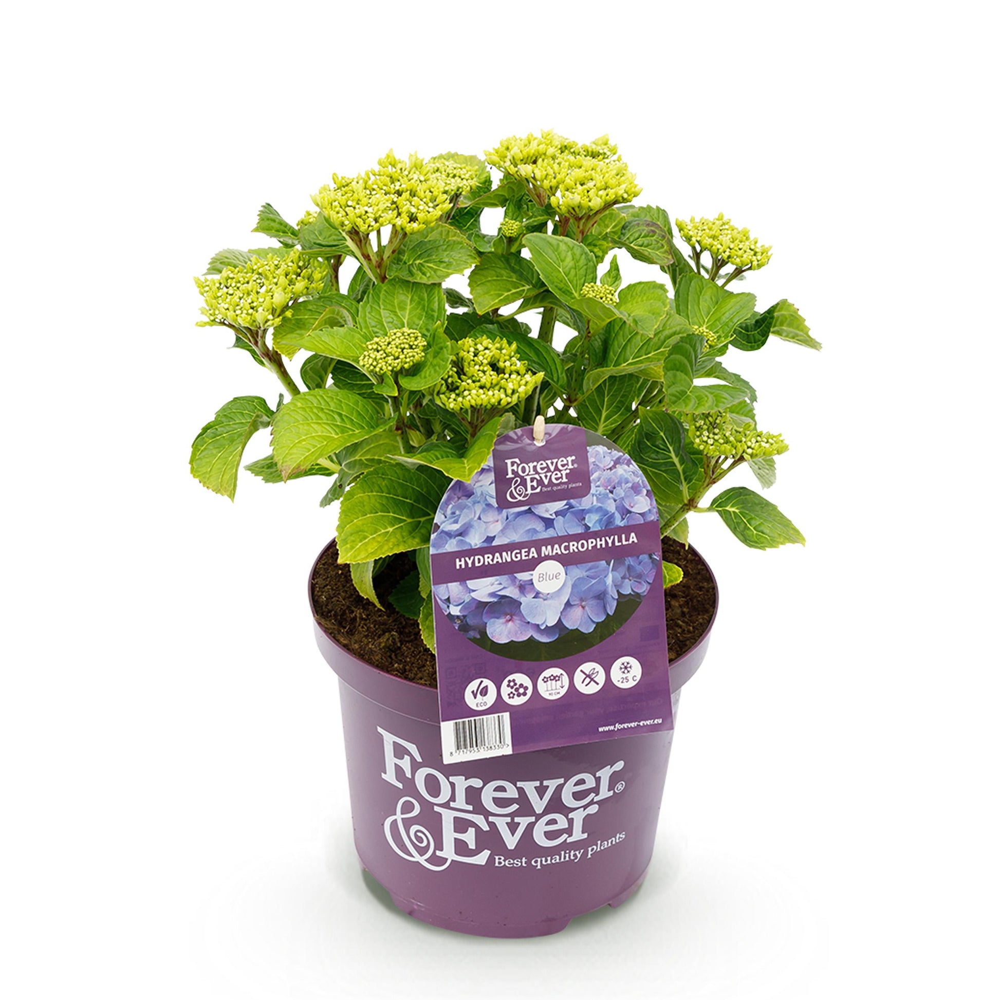 Green Boutiq - Balkonpflanze - Hortensie - Hydrangea Forever & Ever - Blau - 7-12 Blumen - Topf 23Cm Höhe 55Cm