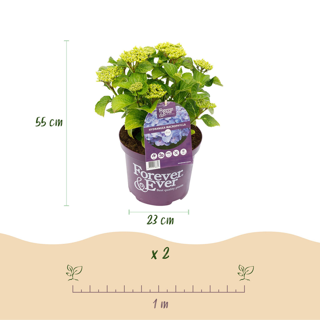 Green Boutiq - Balkonpflanze - Hortensie - Hydrangea Forever & Ever - Blau - 7-12 Blumen - Topf 23Cm Höhe 55Cm