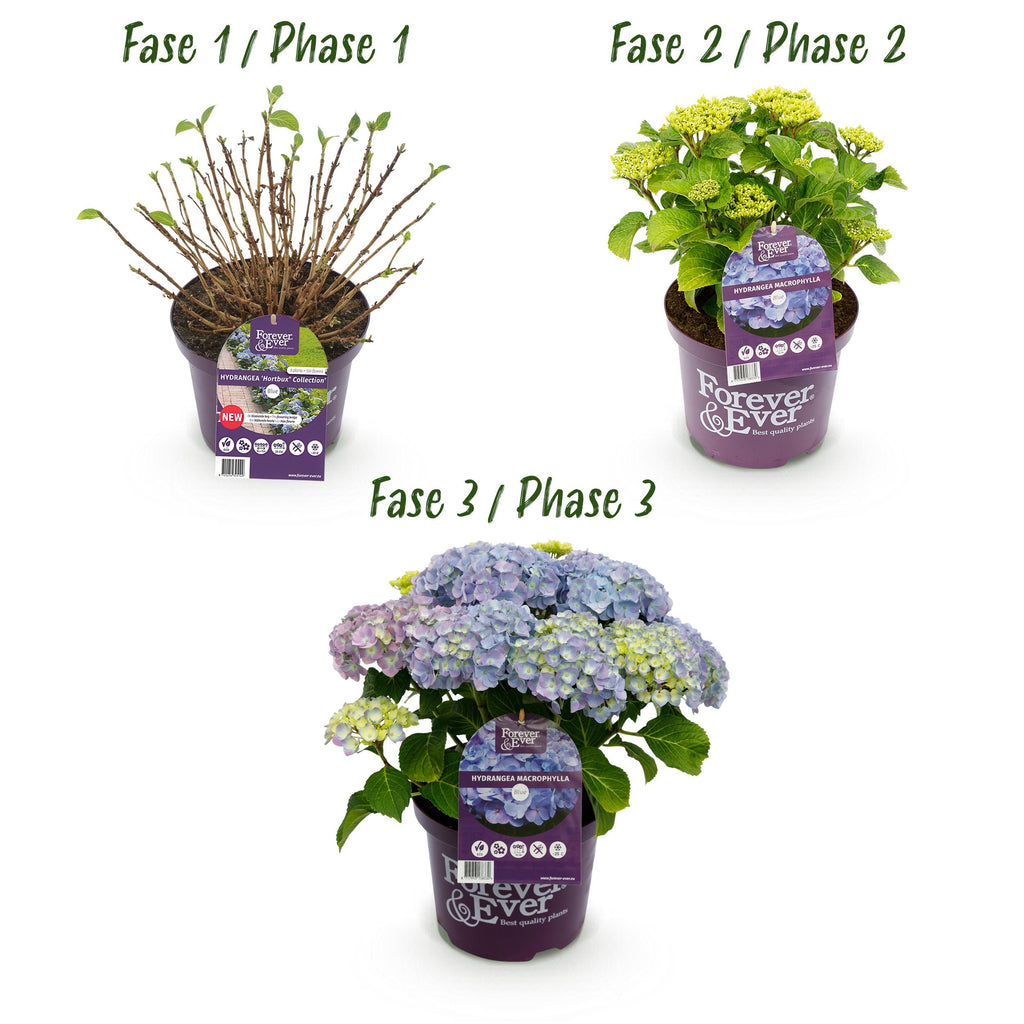 Green Boutiq - Balkonpflanze - Hortensie - Hydrangea Forever & Ever - Blau - 7-12 Blumen - Topf 23Cm Höhe 55Cm