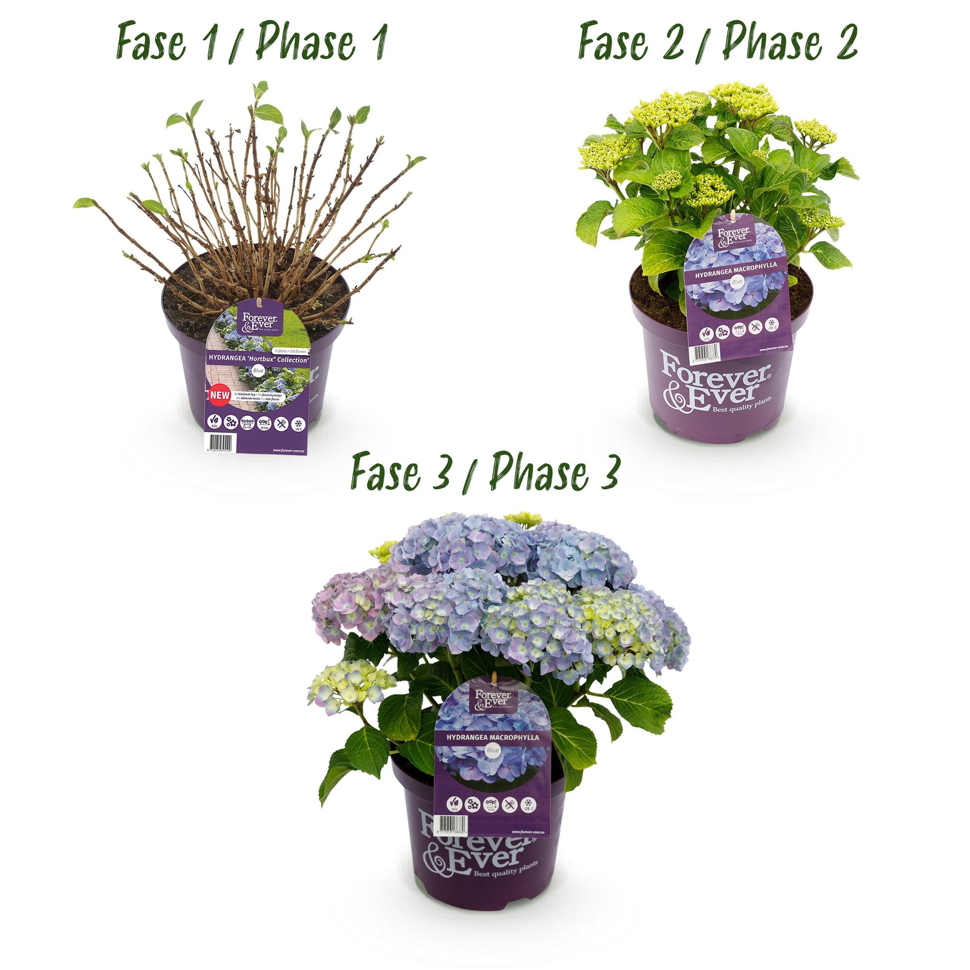 Green Boutiq - Balkonpflanze - Hortensie - Hydrangea Forever & Ever - Blau - 7-12 Blumen - Topf 23Cm Höhe 55Cm