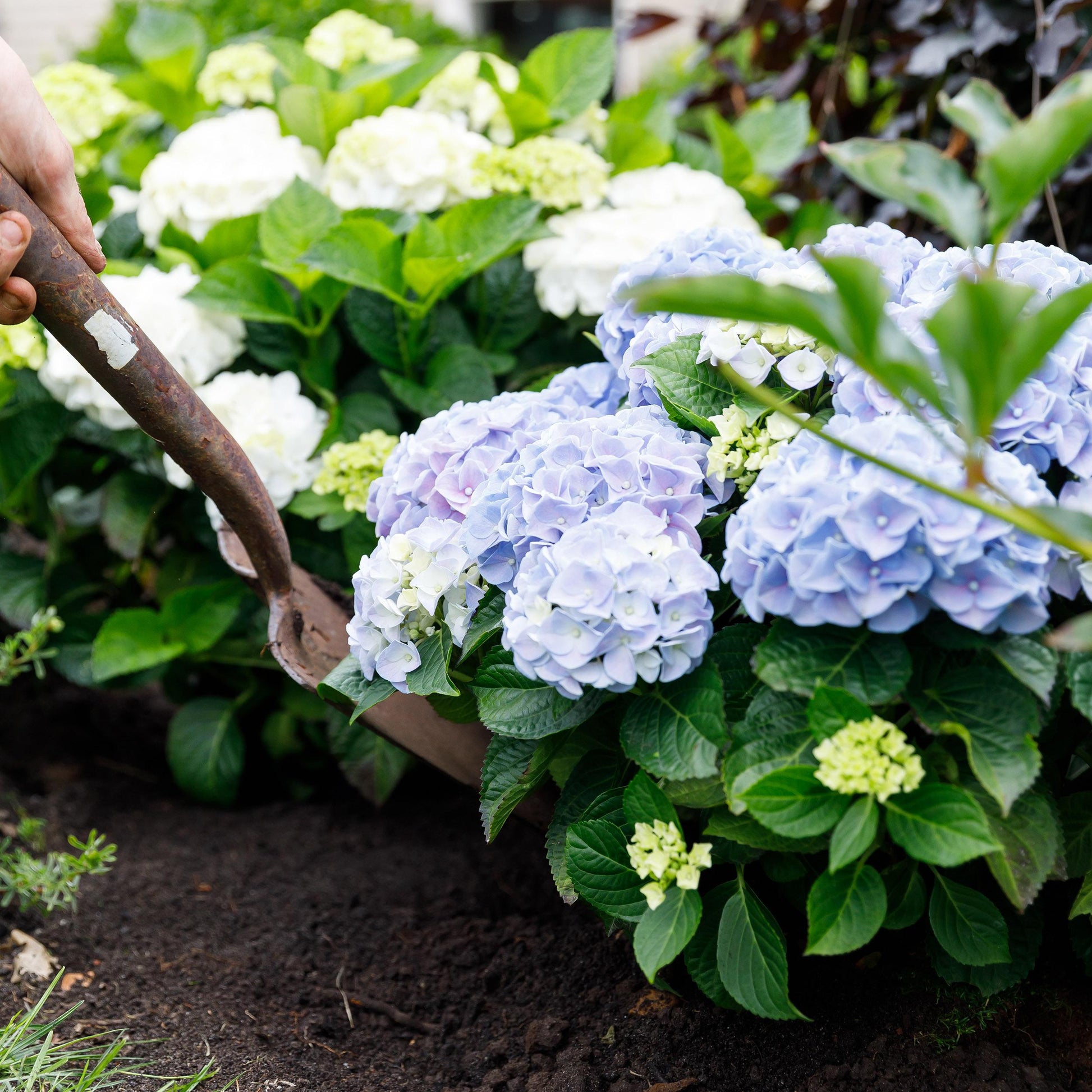 Green Boutiq - Balkonpflanze - Hortensie - Hydrangea Forever & Ever - Blau - 7-12 Blumen - Topf 23Cm Höhe 55Cm