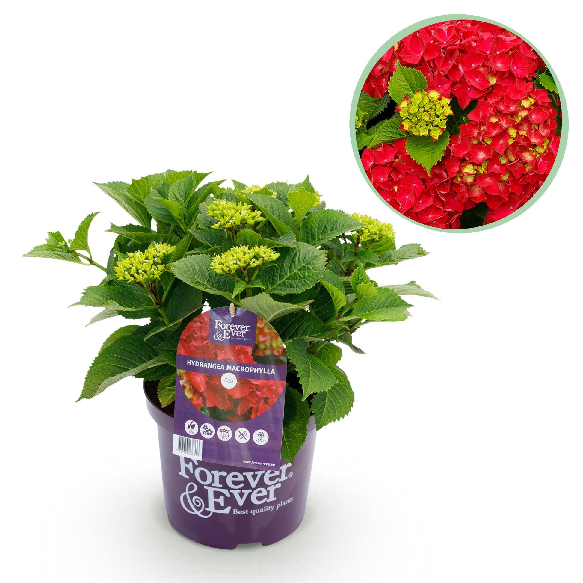 Green Boutiq - Balkonpflanze - Hortensie - Hydrangea Forever & Ever - Rot - 7-12 Blumen - Topf 23Cm Höhe 55Cm
