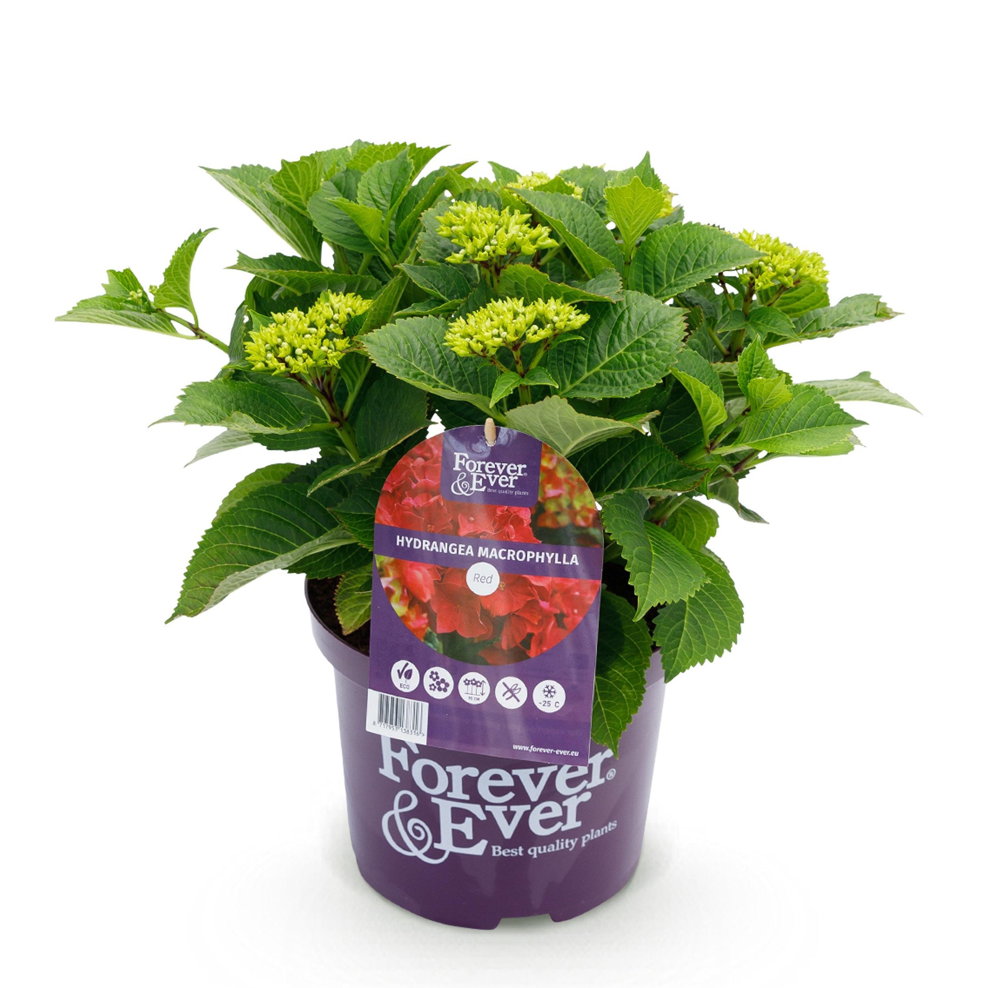 Green Boutiq - Balkonpflanze - Hortensie - Hydrangea Forever & Ever - Rot - 7-12 Blumen - Topf 23Cm Höhe 55Cm