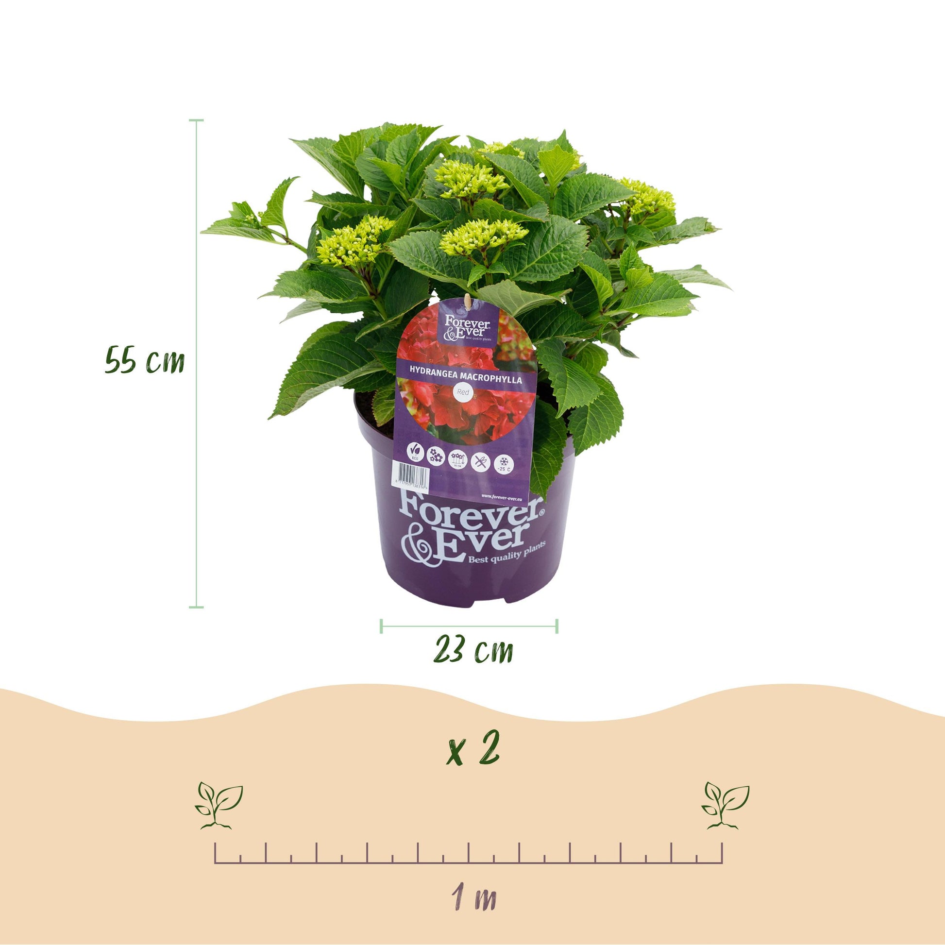 Green Boutiq - Balkonpflanze - Hortensie - Hydrangea Forever & Ever - Rot - 7-12 Blumen - Topf 23Cm Höhe 55Cm