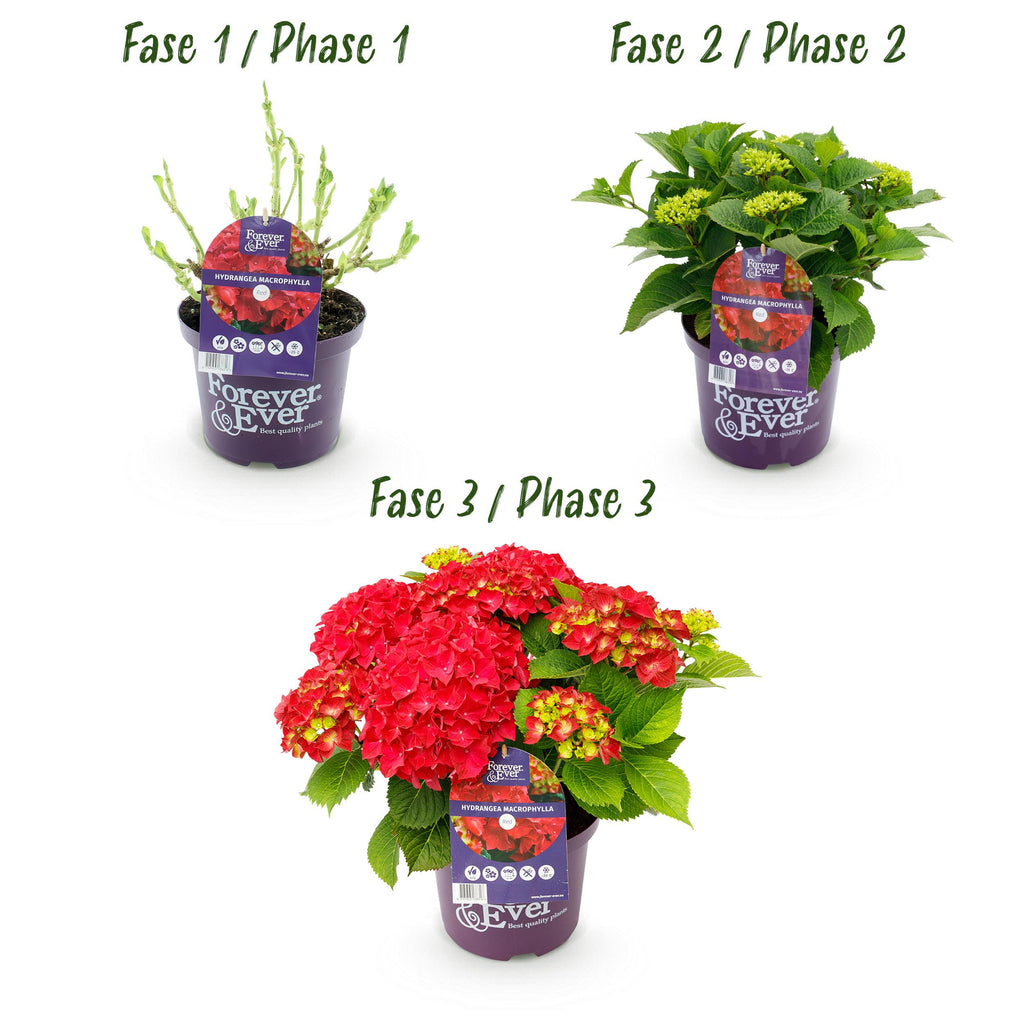 Green Boutiq - Balkonpflanze - Hortensie - Hydrangea Forever & Ever - Rot - 7-12 Blumen - Topf 23Cm Höhe 55Cm