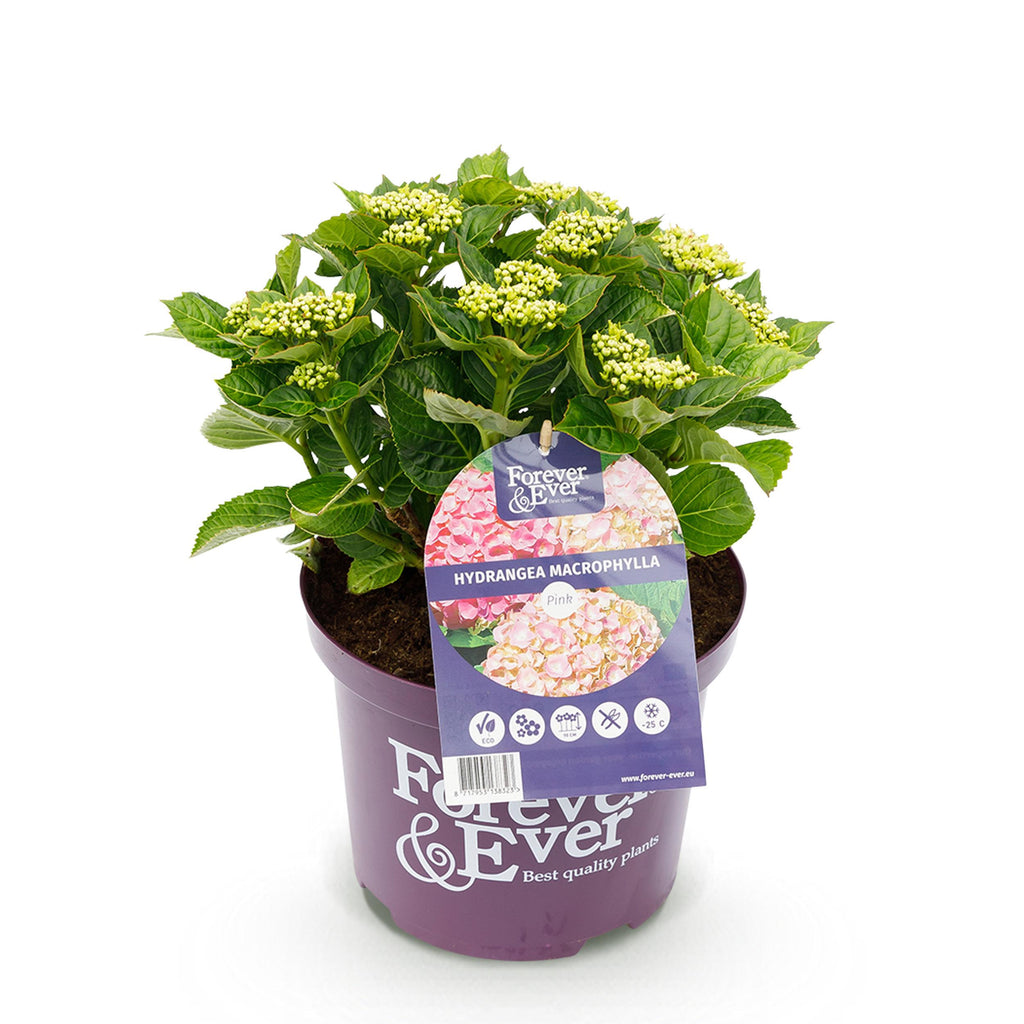 Green Boutiq - Balkonpflanze - Hortensie - Hydrangea Forever & Ever - Rosa - 7-12 Blüten - Topf 23Cm Höhe 55Cm