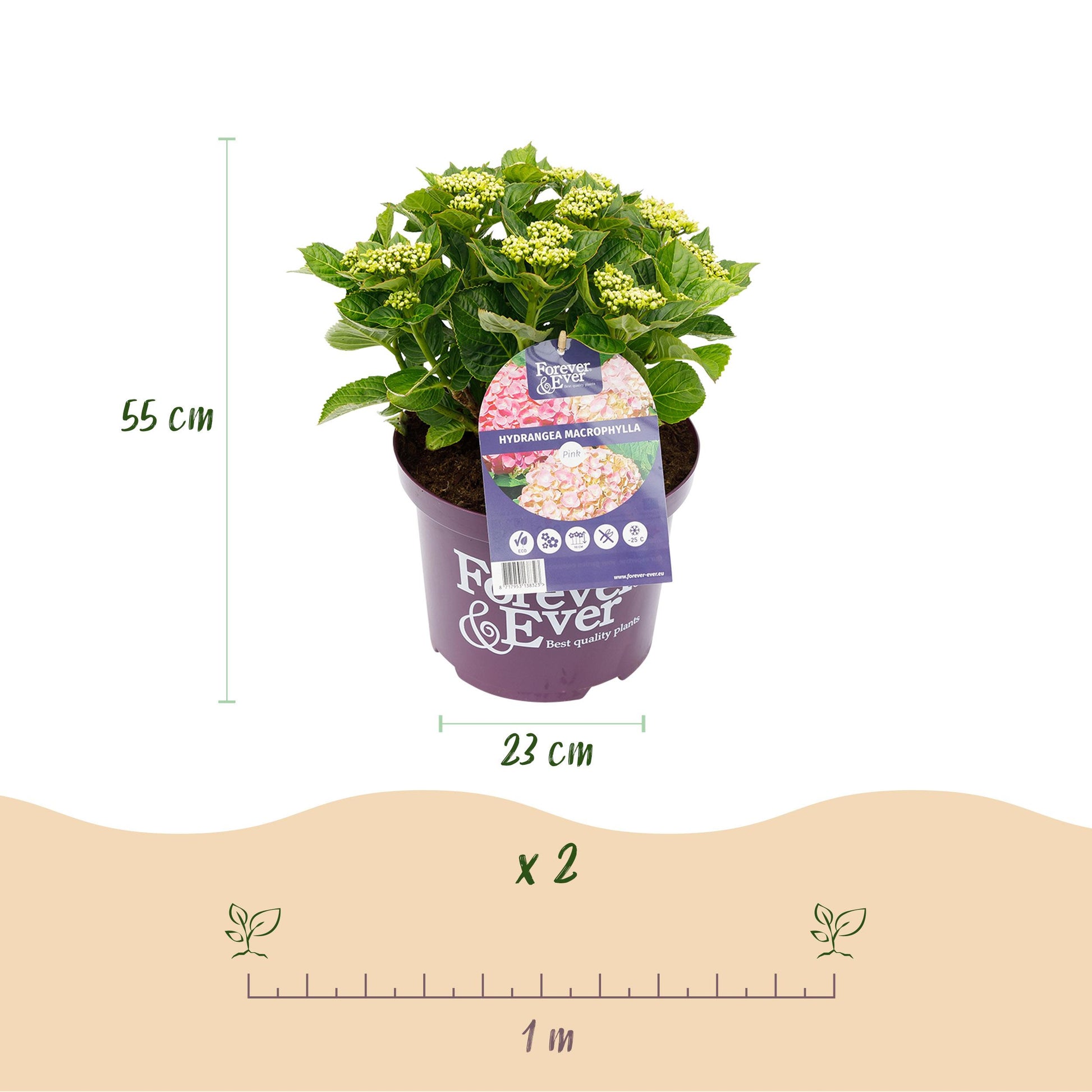 Green Boutiq - Balkonpflanze - Hortensie - Hydrangea Forever & Ever - Rosa - 7-12 Blüten - Topf 23Cm Höhe 55Cm