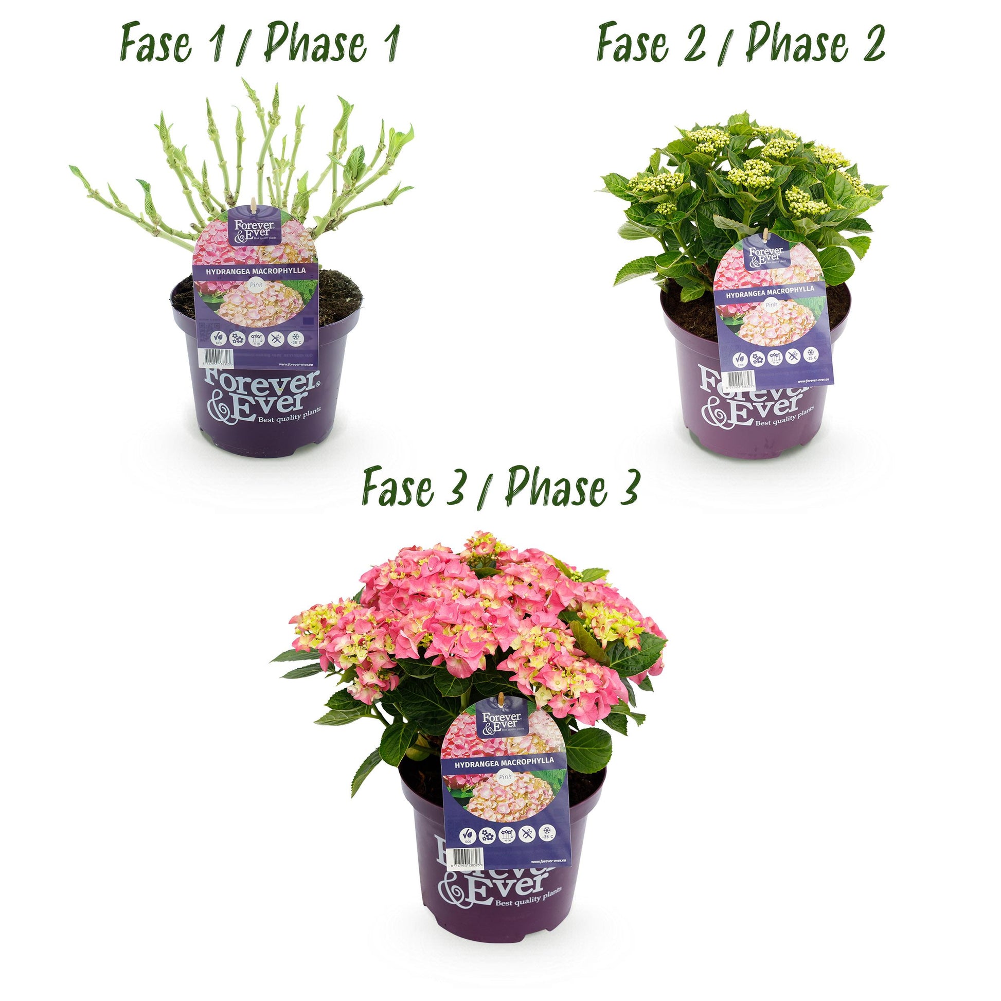 Green Boutiq - Balkonpflanze - Hortensie - Hydrangea Forever & Ever - Rosa - 7-12 Blüten - Topf 23Cm Höhe 55Cm