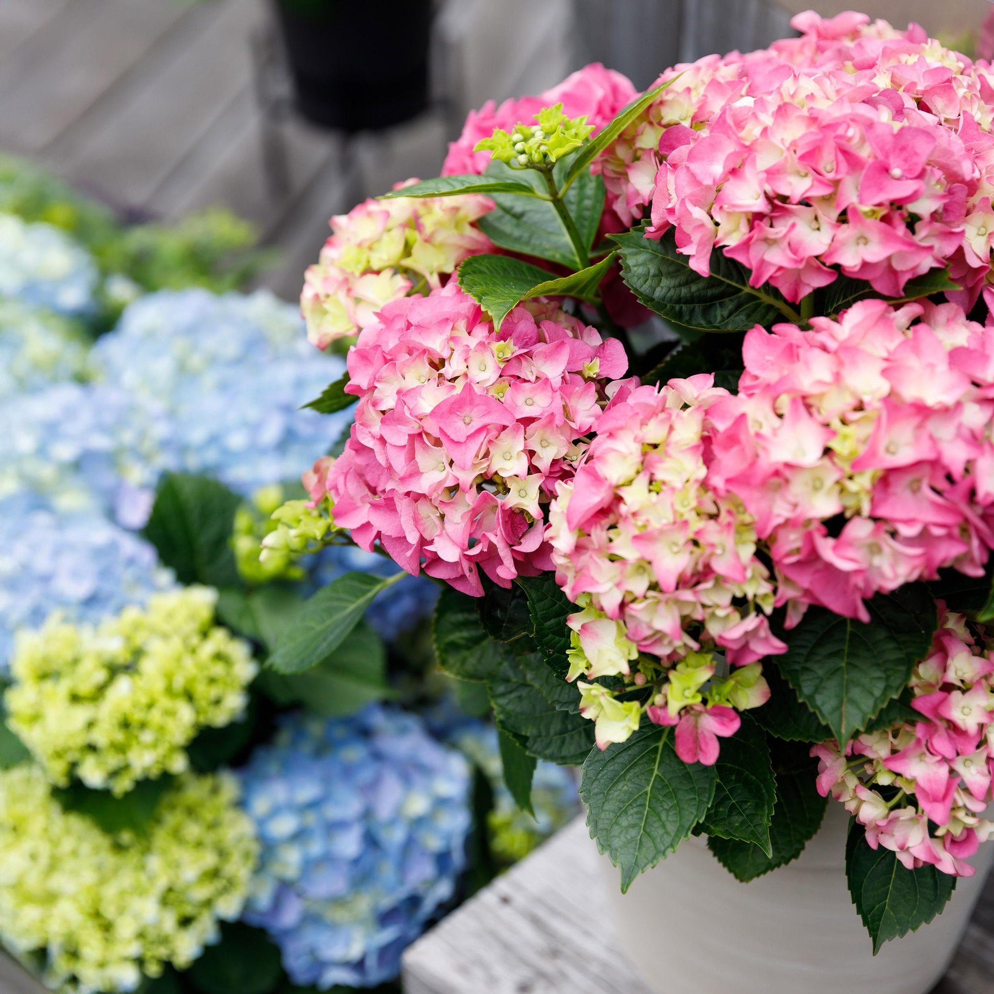 Green Boutiq - Balkonpflanze - Hortensie - Hydrangea Forever & Ever - Rosa - 7-12 Blüten - Topf 23Cm Höhe 55Cm