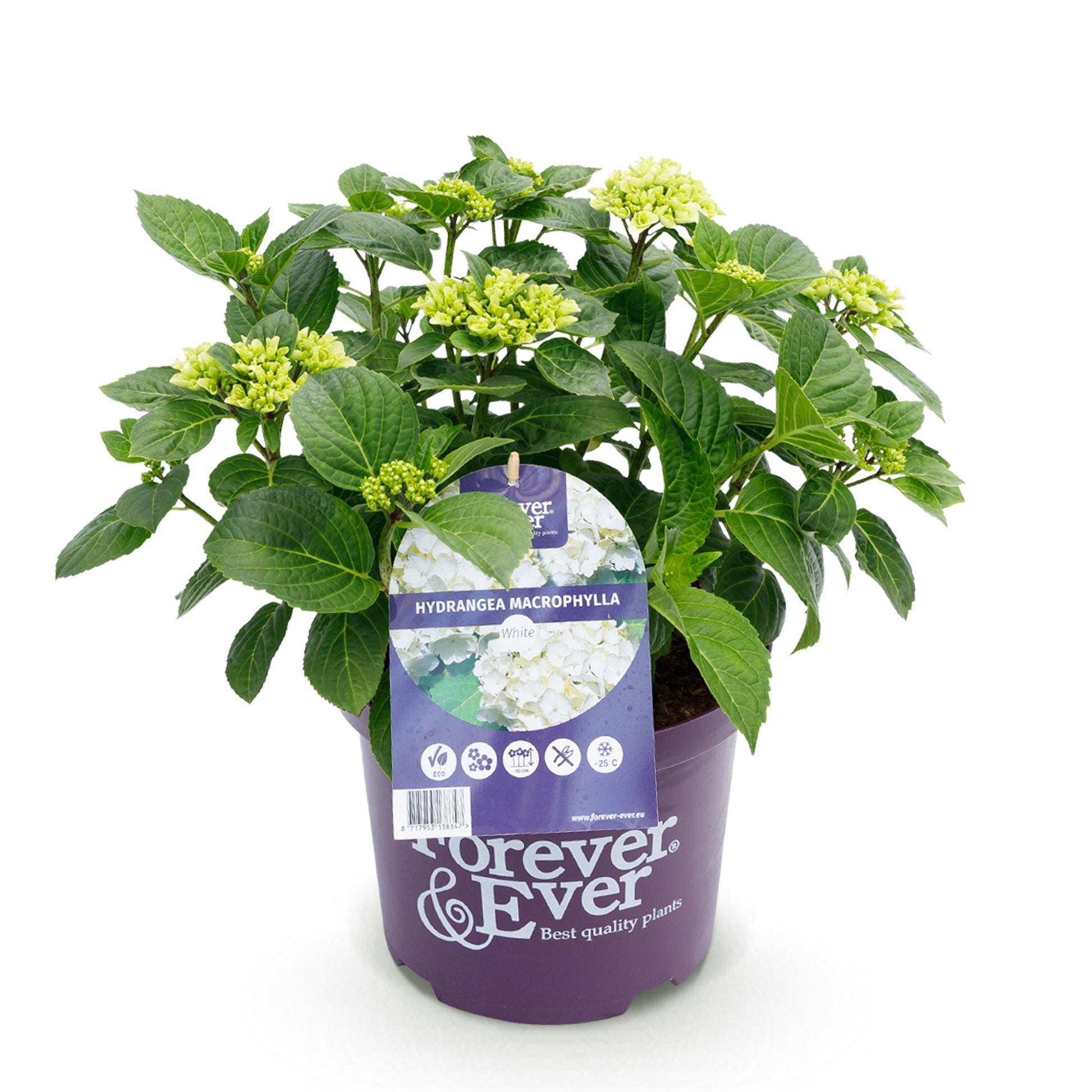 Green Boutiq - Balkonpflanze - Hortensie - Hydrangea Forever & Ever - Weiß - 7-12 Blüten - Topf 23Cm Höhe 55Cm