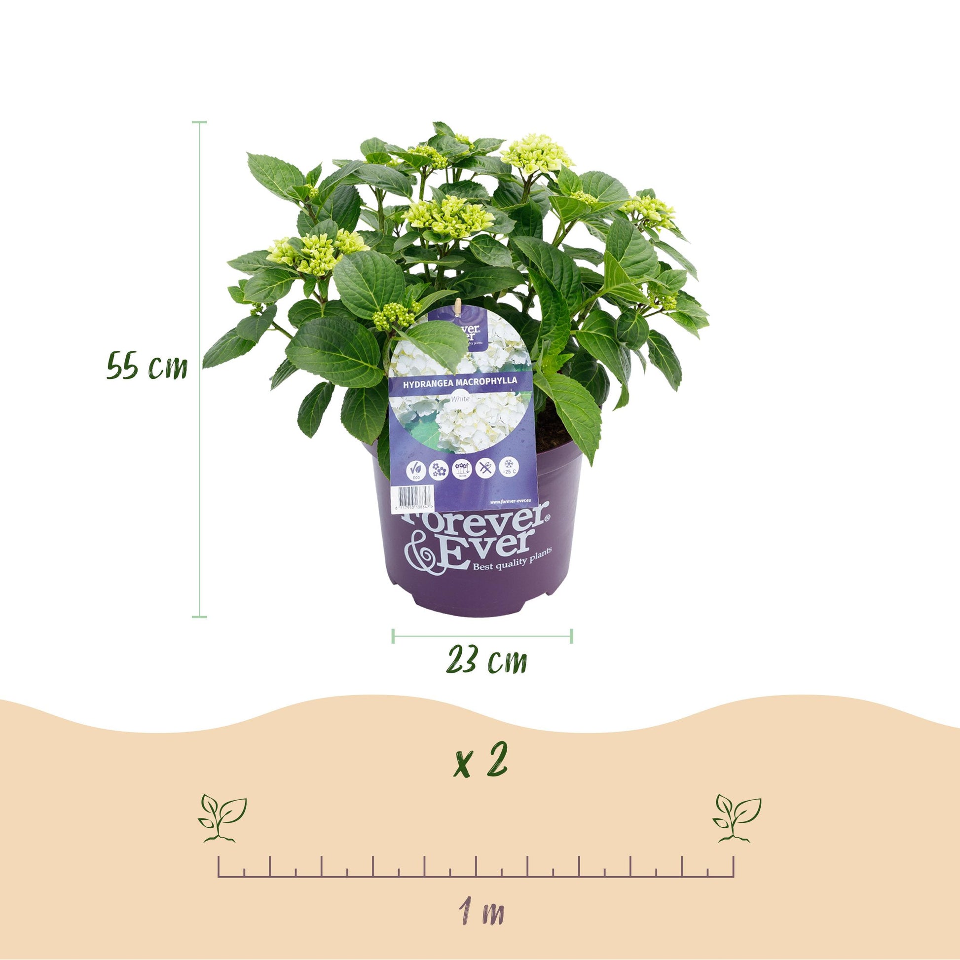 Green Boutiq - Balkonpflanze - Hortensie - Hydrangea Forever & Ever - Weiß - 7-12 Blüten - Topf 23Cm Höhe 55Cm