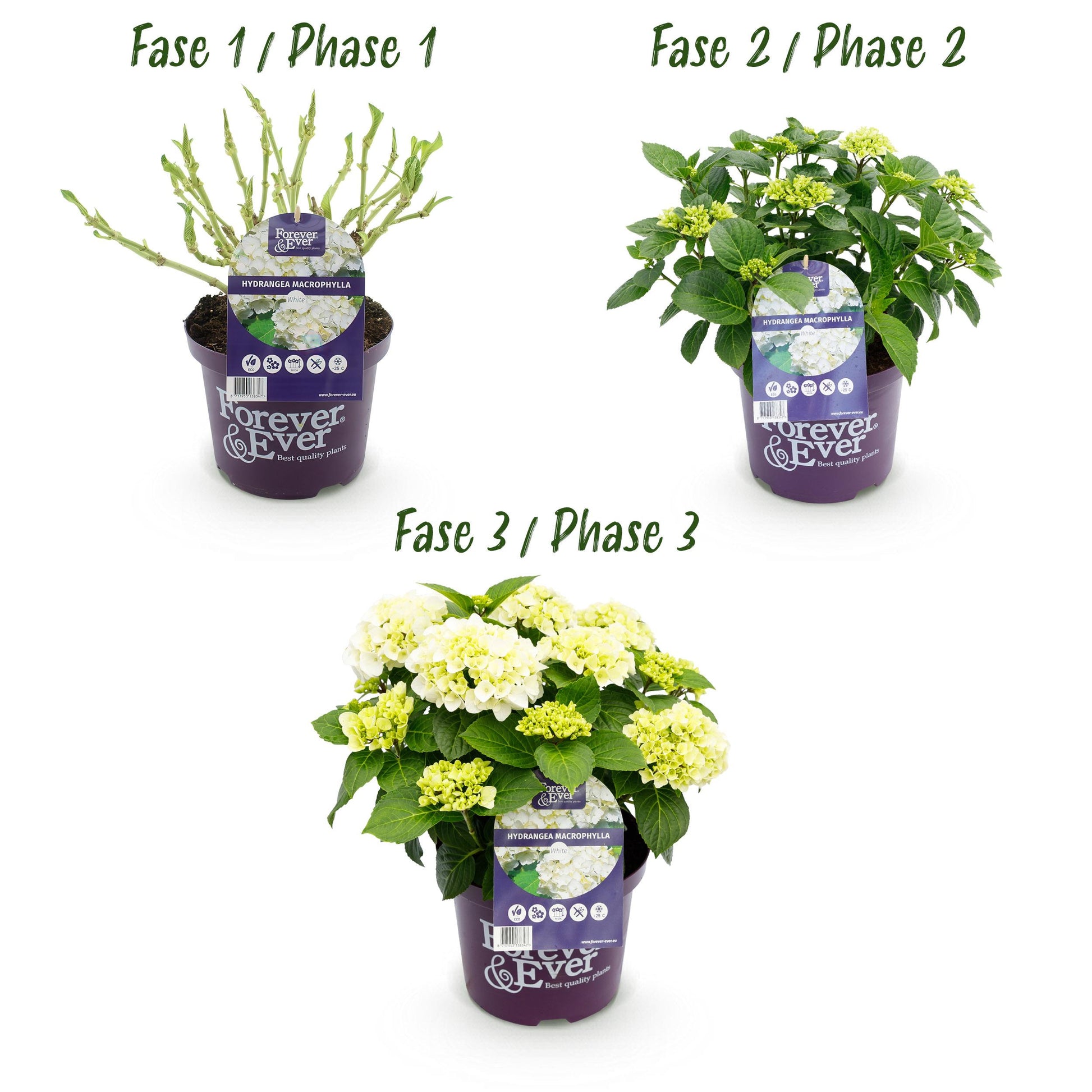 Green Boutiq - Balkonpflanze - Hortensie - Hydrangea Forever & Ever - Weiß - 7-12 Blüten - Topf 23Cm Höhe 55Cm