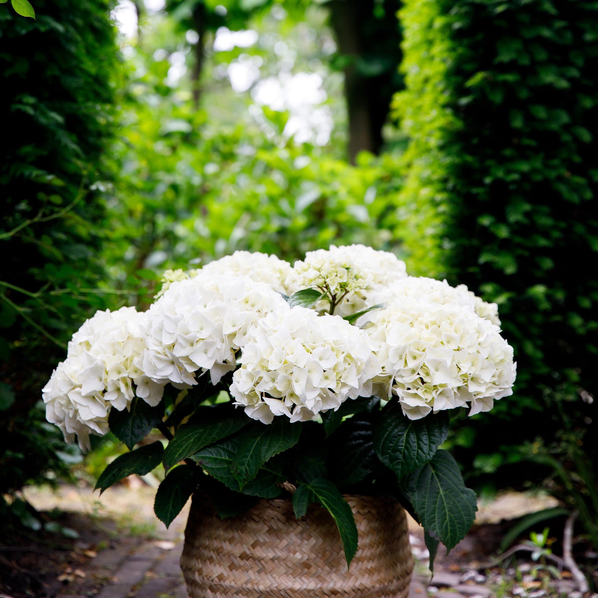 Green Boutiq - Balkonpflanze - Hortensie - Hydrangea Forever & Ever - Weiß - 7-12 Blüten - Topf 23Cm Höhe 55Cm