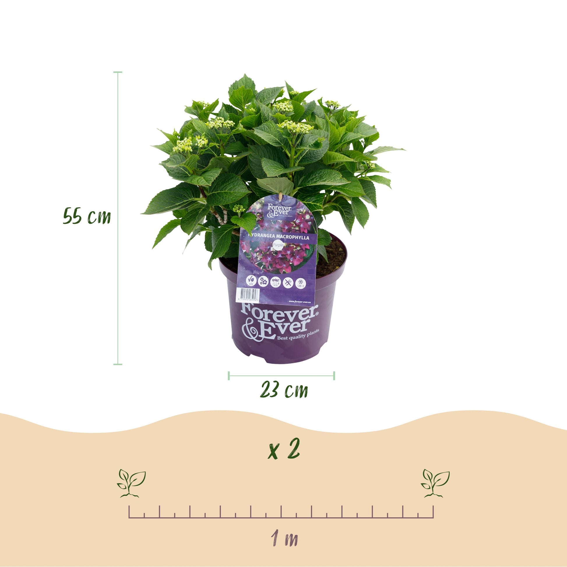 Green Boutiq - Balkonpflanze - Hortensie - Hydrangea Forever & Ever - Lila - 7-12 Blumen - Topf 23Cm Höhe 55Cm