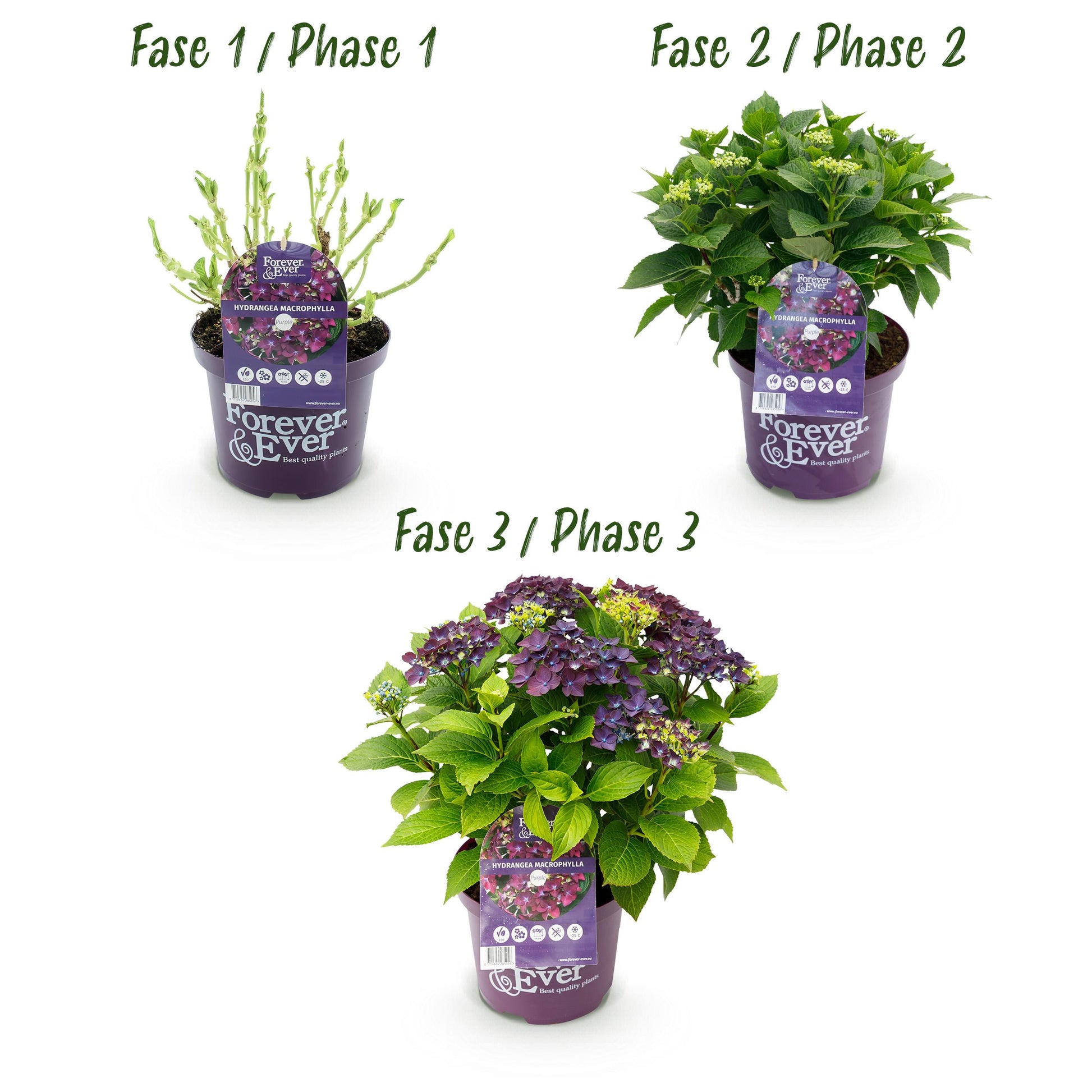 Green Boutiq - Balkonpflanze - Hortensie - Hydrangea Forever & Ever - Lila - 7-12 Blumen - Topf 23Cm Höhe 55Cm