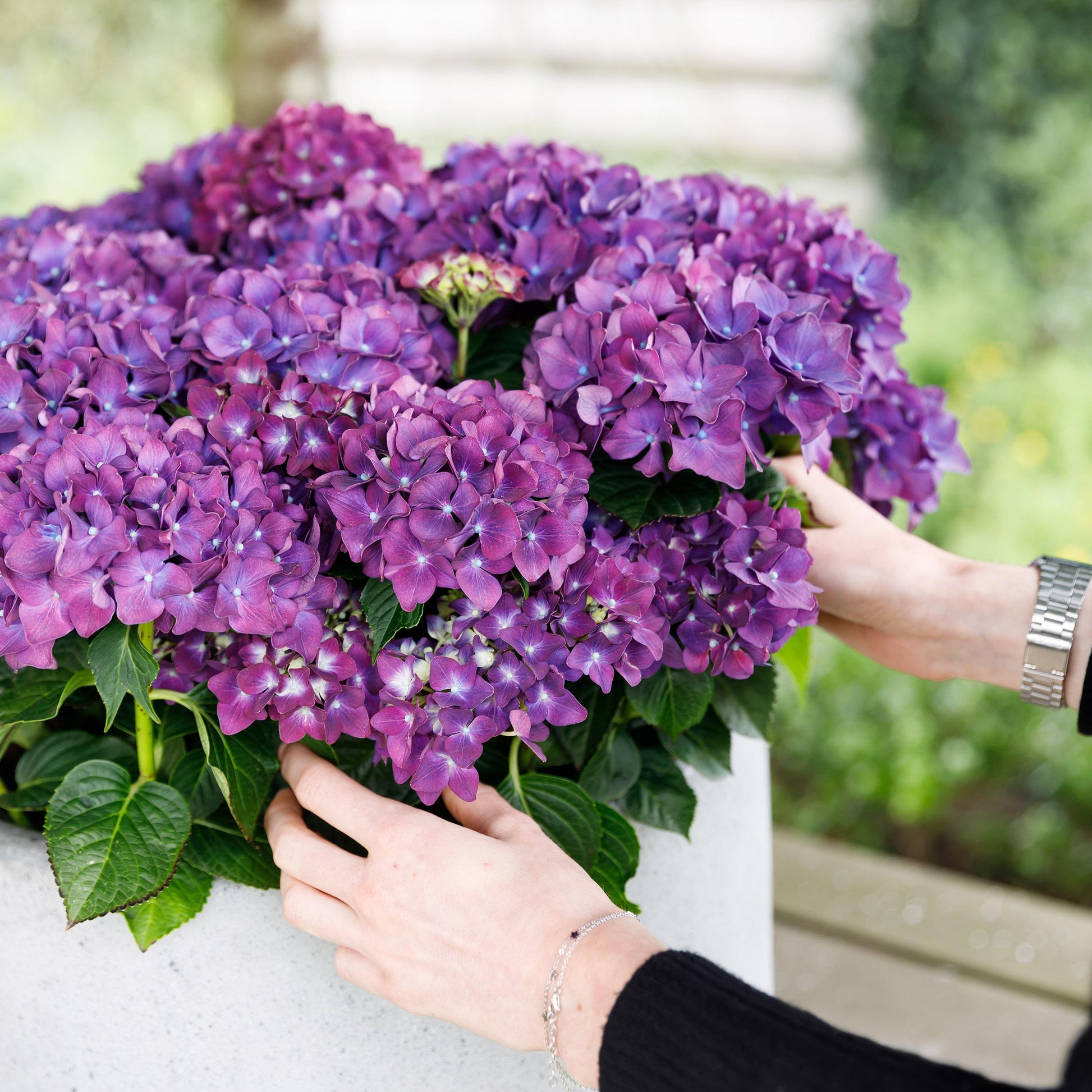 Green Boutiq - Balkonpflanze - Hortensie - Hydrangea Forever & Ever - Lila - 7-12 Blumen - Topf 23Cm Höhe 55Cm